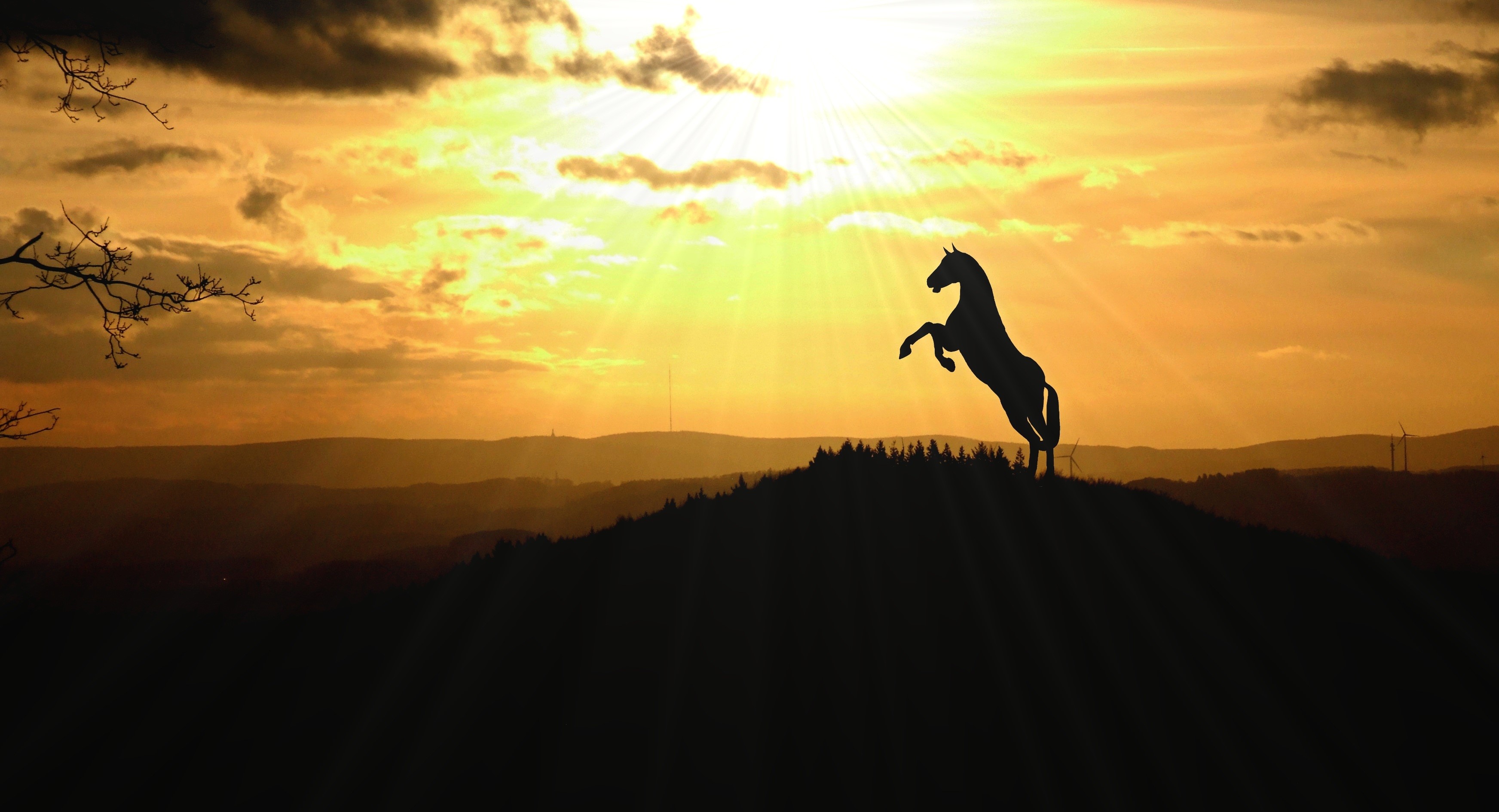 horse, animals, hd, 4k, HD Wallpaper