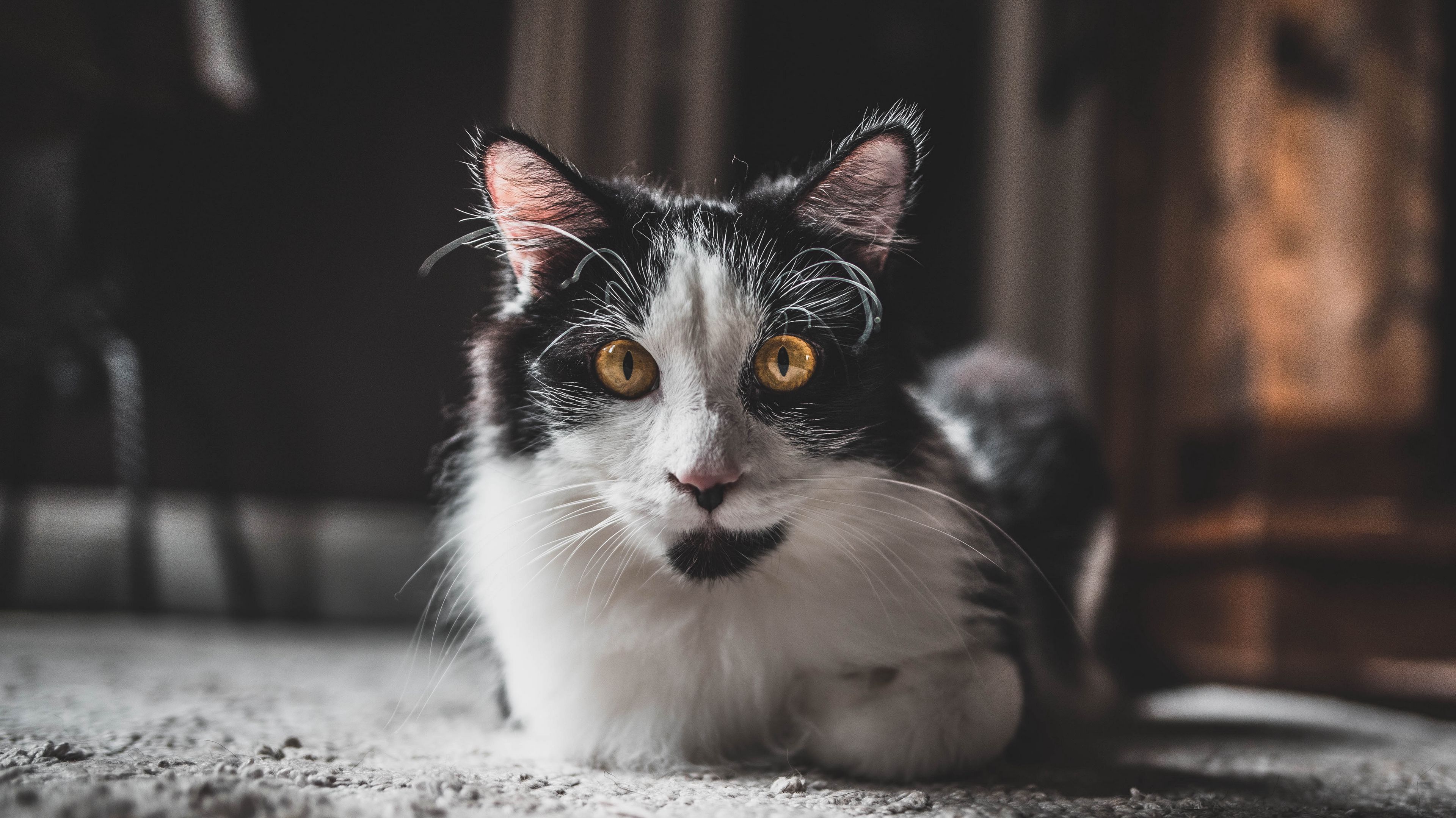 cat, glance, pet, fluffy, animal, 4k, HD Wallpaper