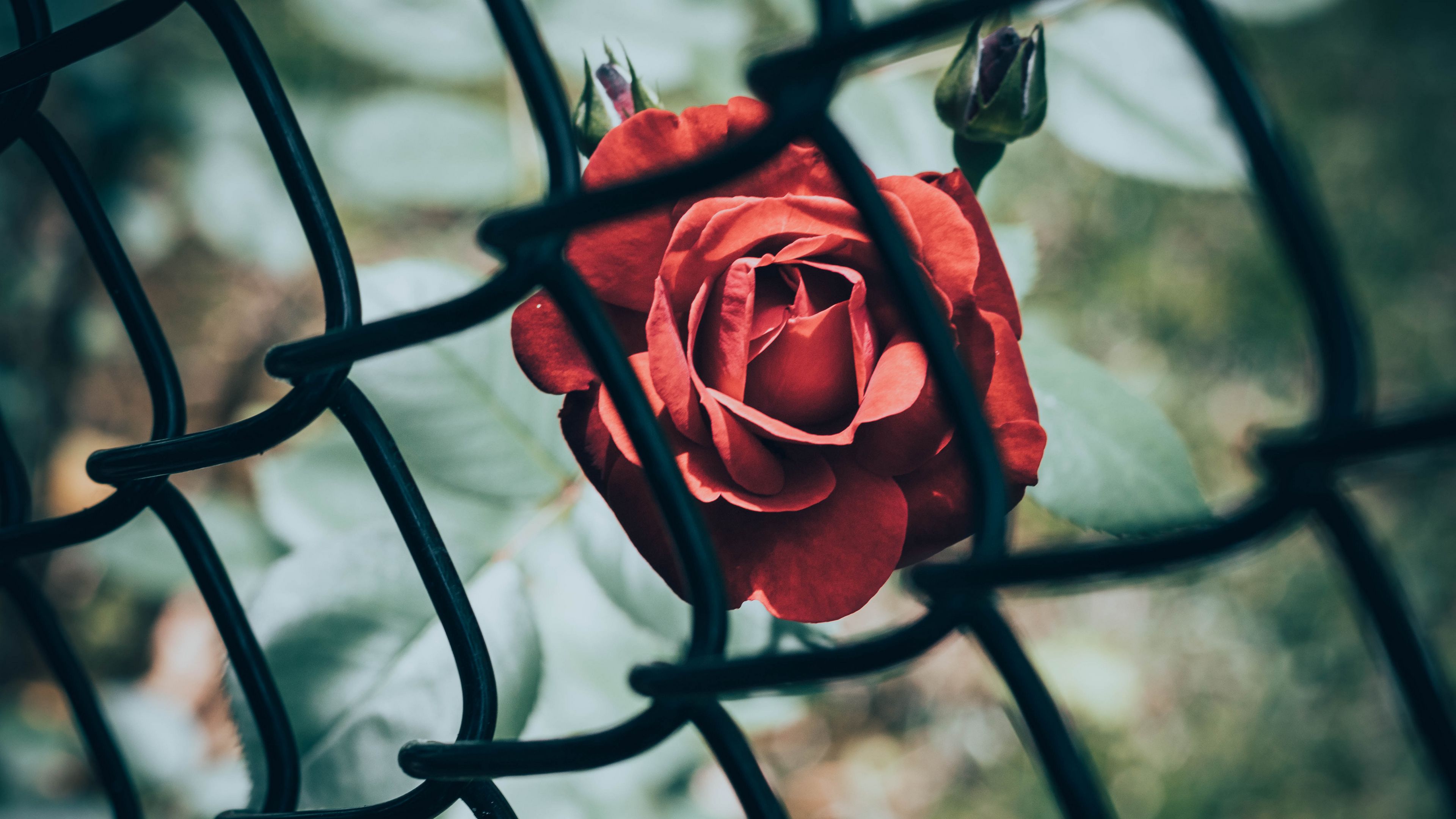 rose, flower, red, mesh, 4k, HD Wallpaper