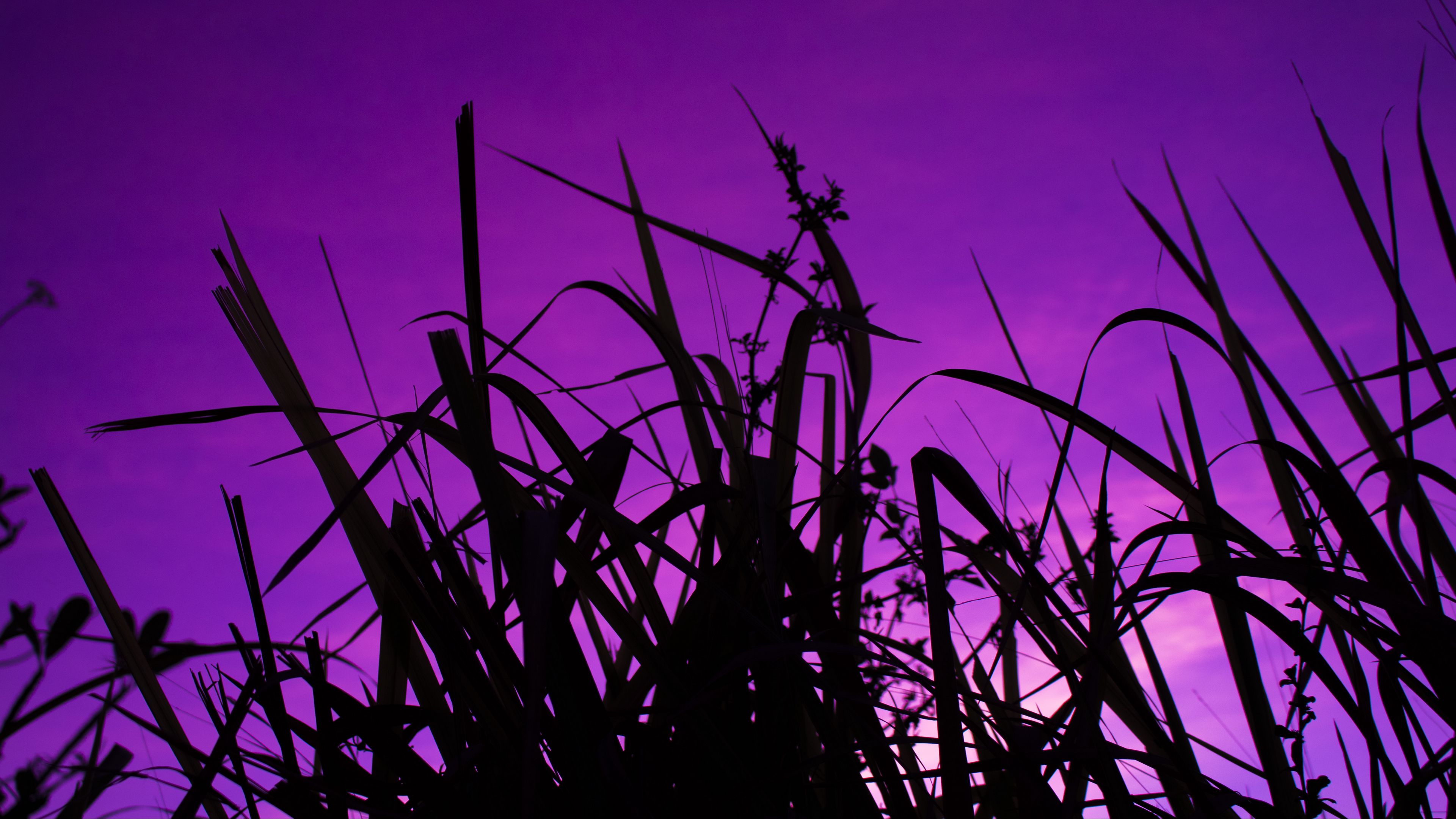 grass, dark, sky, purple, dusk, 4k, HD Wallpaper