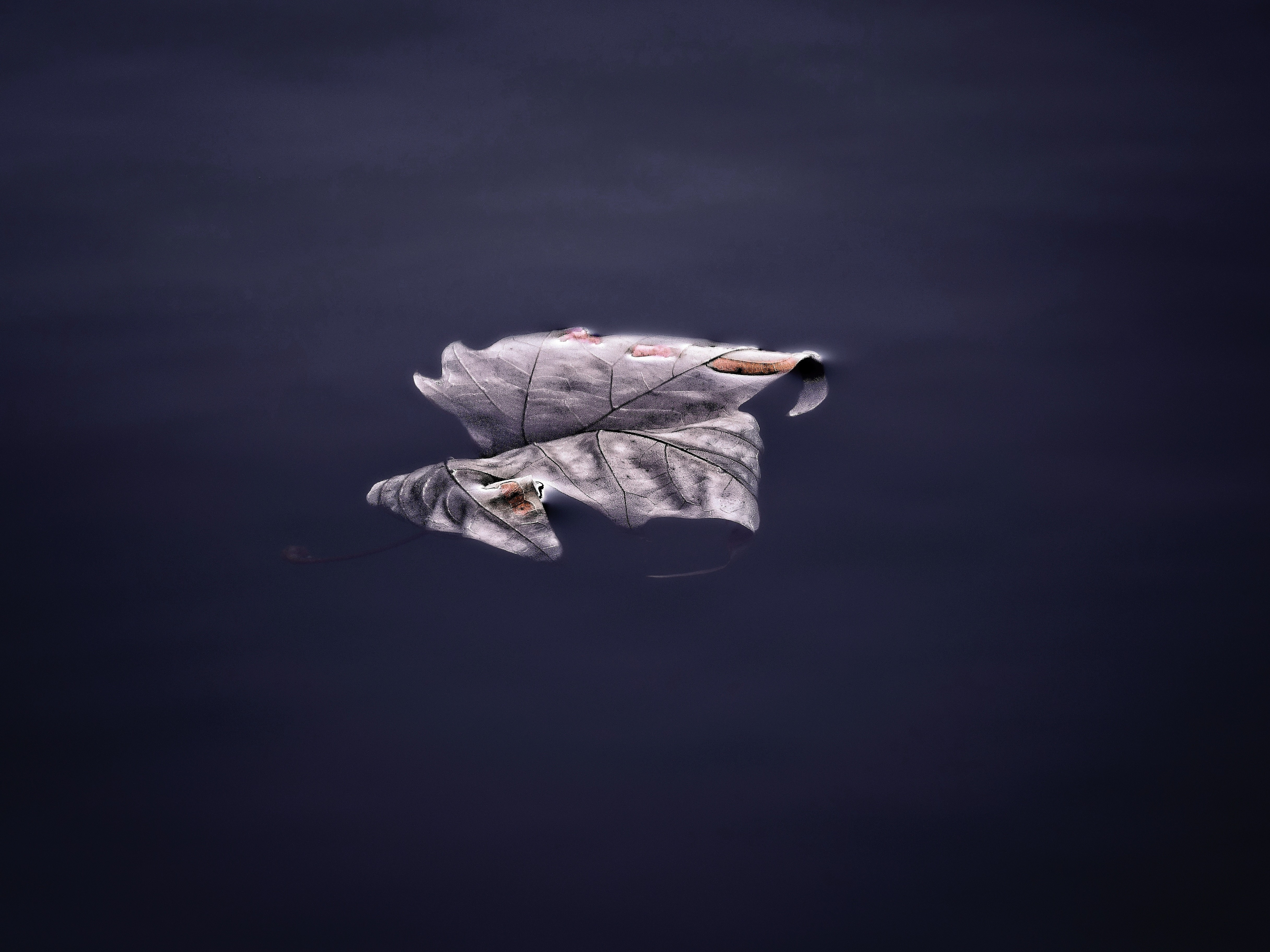 floating, leaf, nature, hd, 4k, 5k, HD Wallpaper