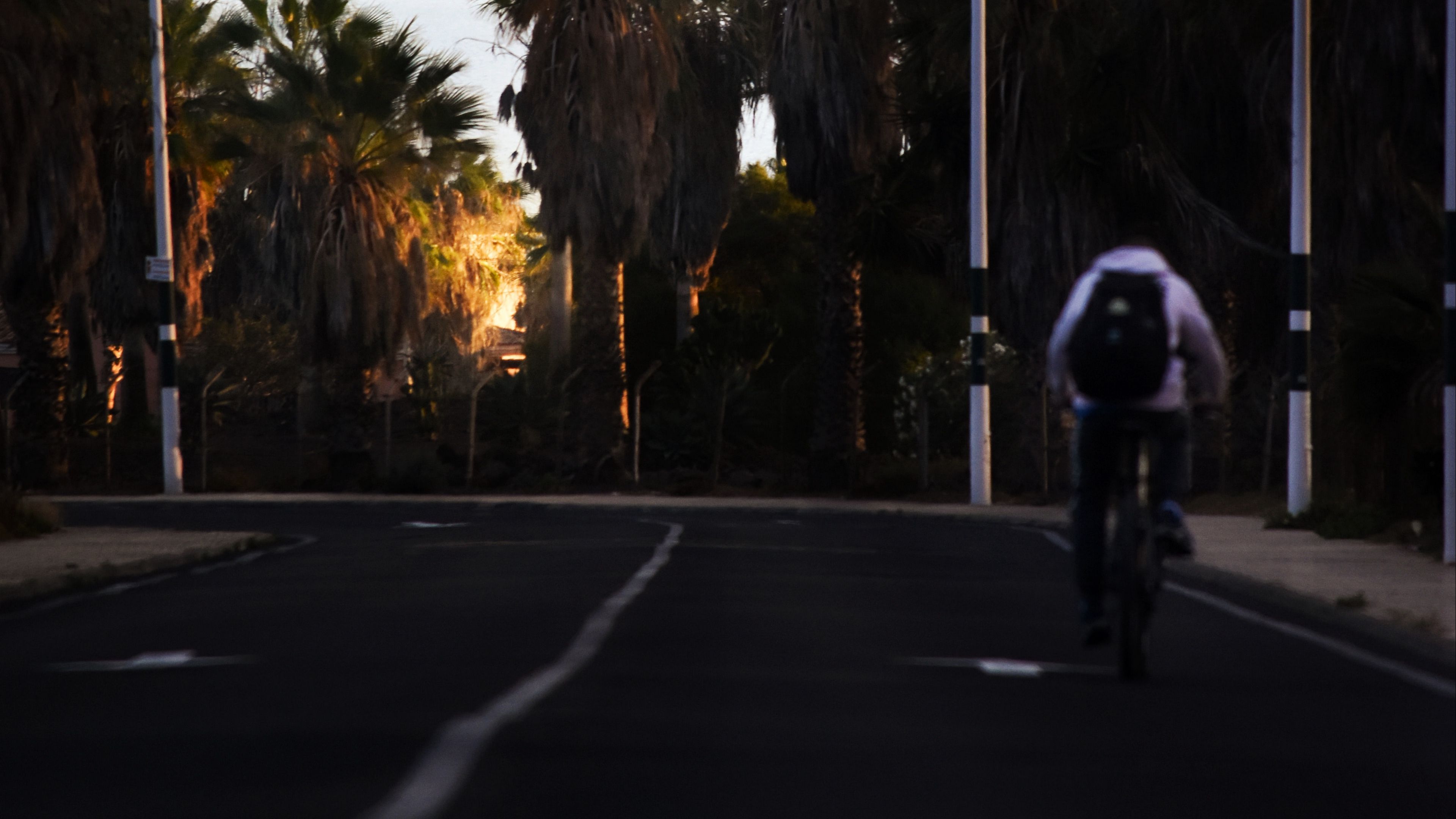 road, cyclist, palm trees, asphalt, turn, 4k, HD Wallpaper