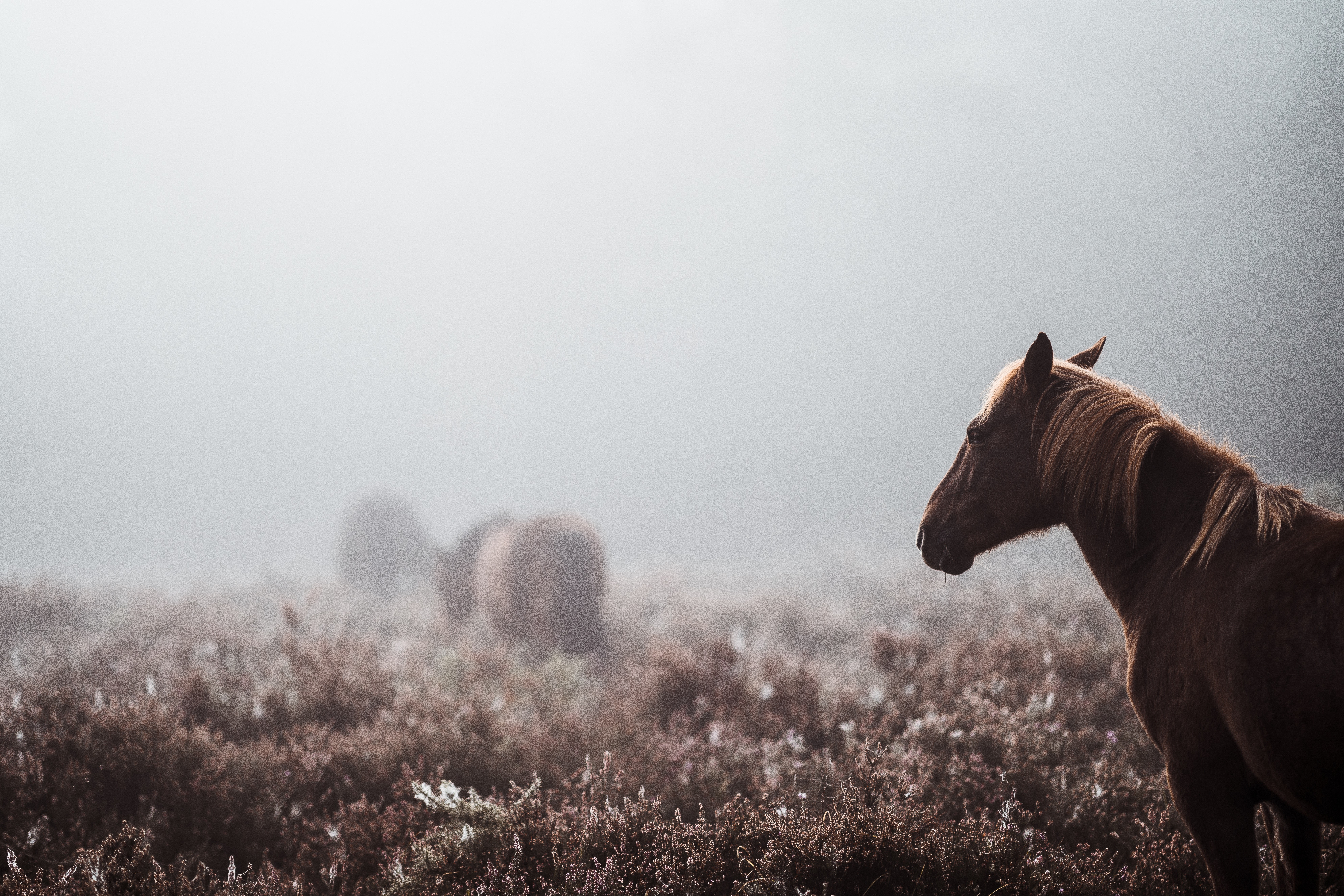 horse, animals, hd, 4k, 5k, 8k, HD Wallpaper