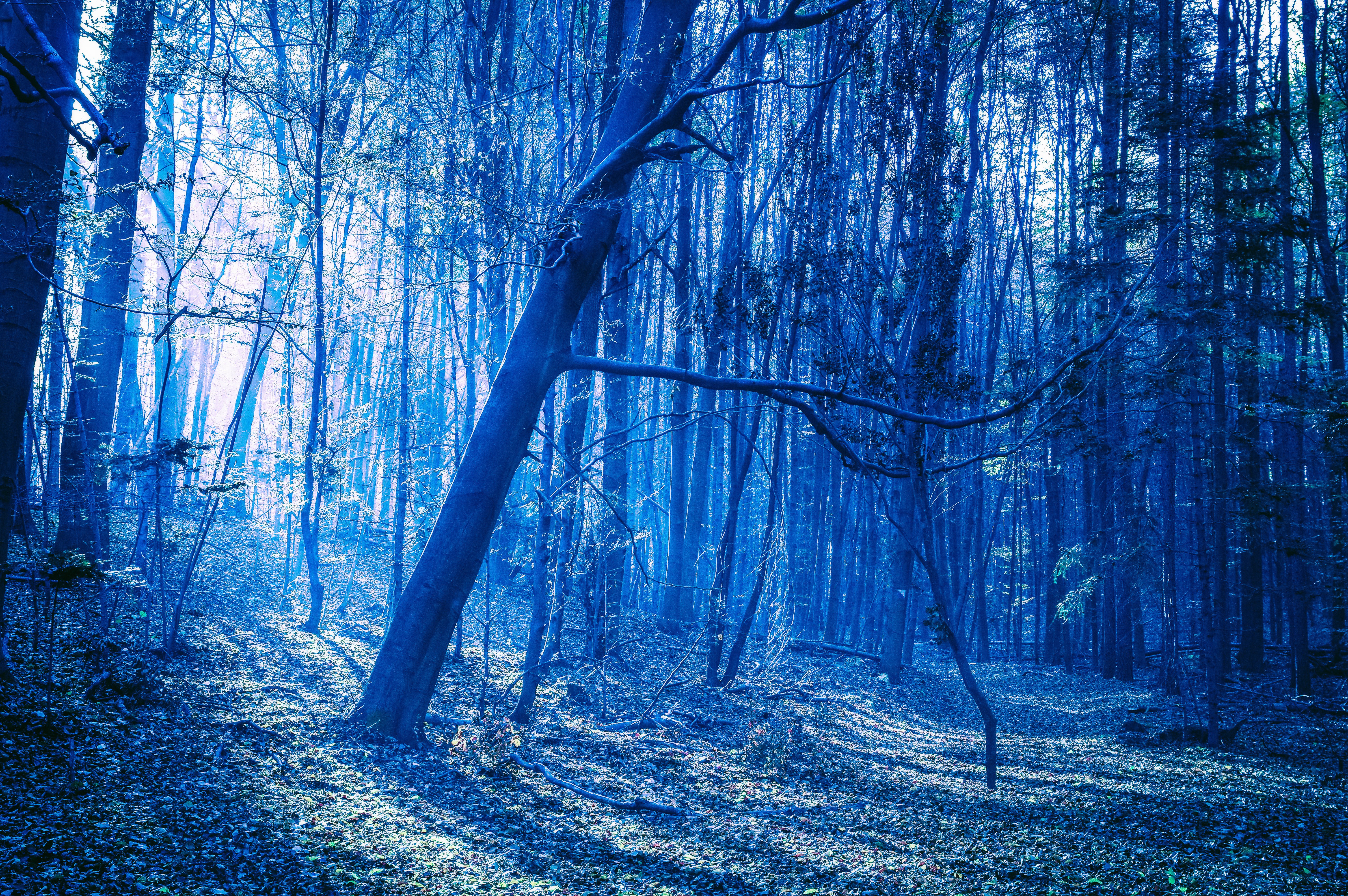 evening, forest, nature, hd, 4k, 5k, HD Wallpaper