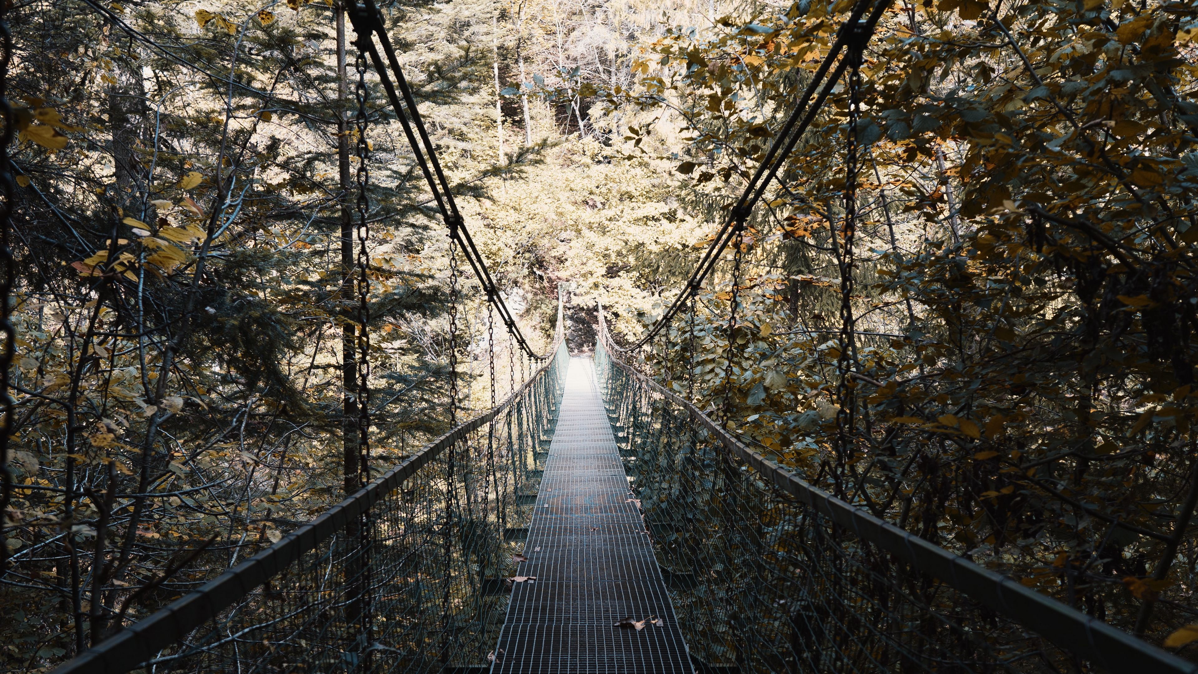 cable bridge, bridge, forest, trees, fallen foliage, 4k, HD Wallpaper