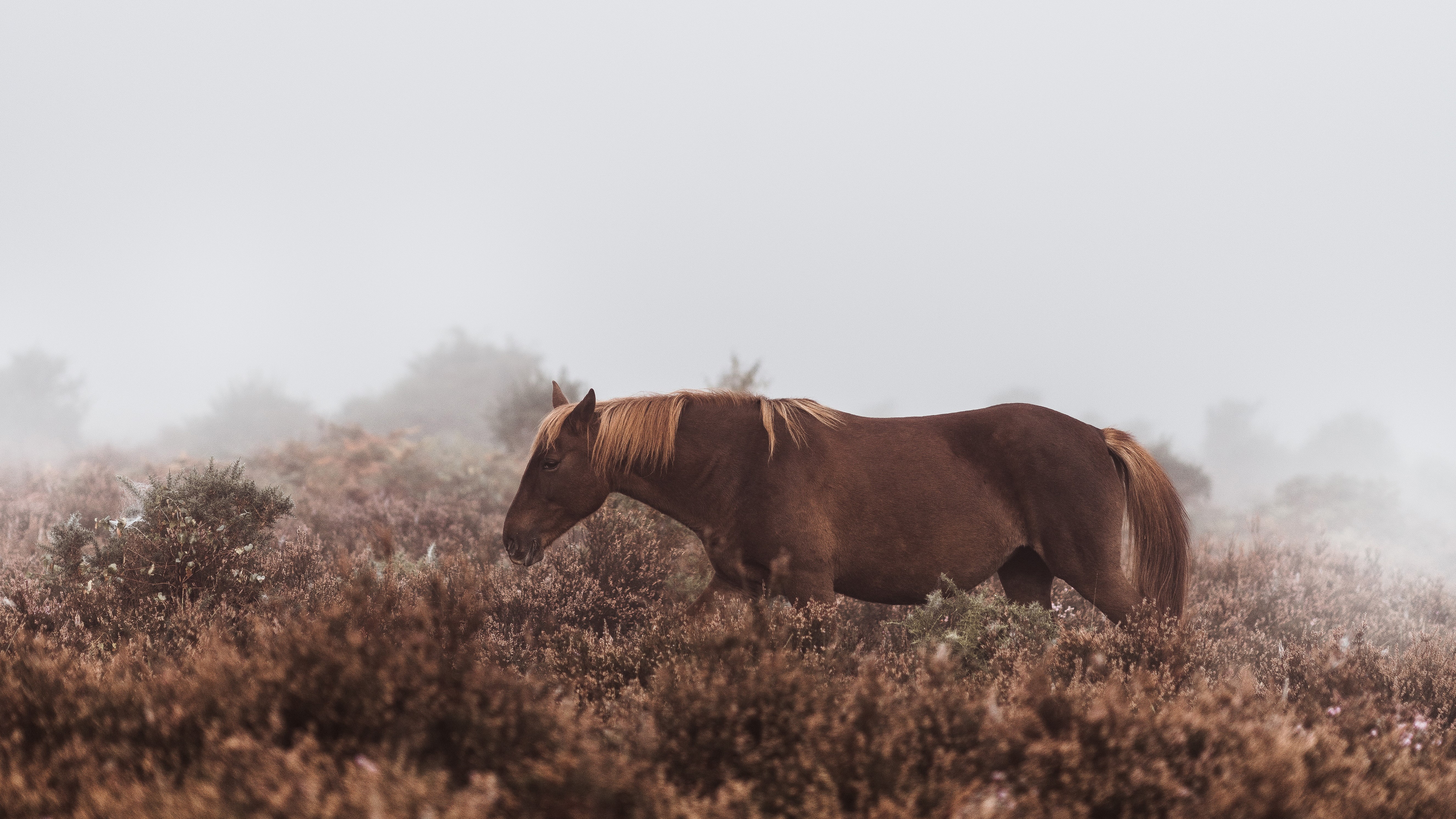 horse, animals, hd, 4k, 5k, HD Wallpaper