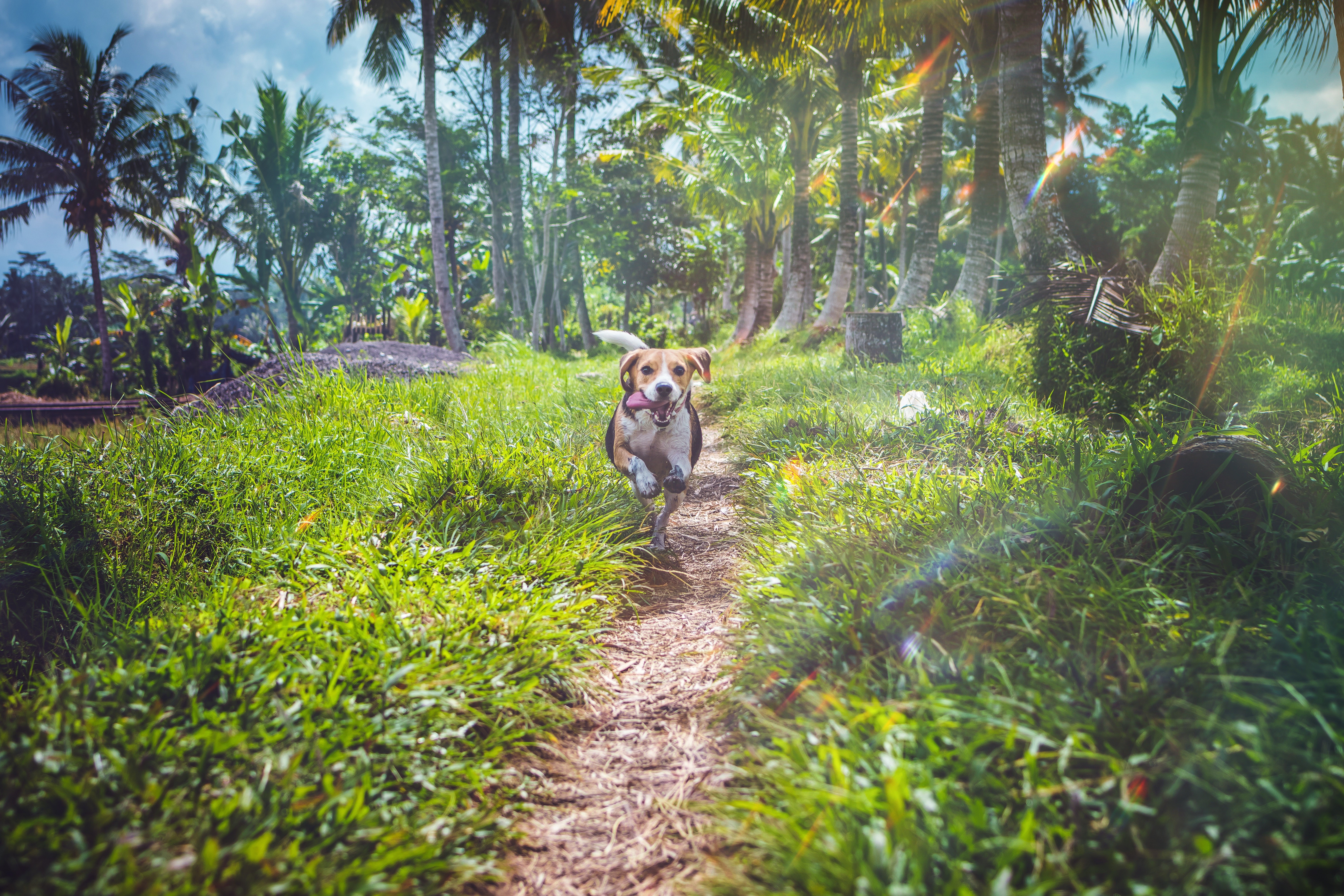 beagle, dog, animals, hd, 4k, 5k, HD Wallpaper