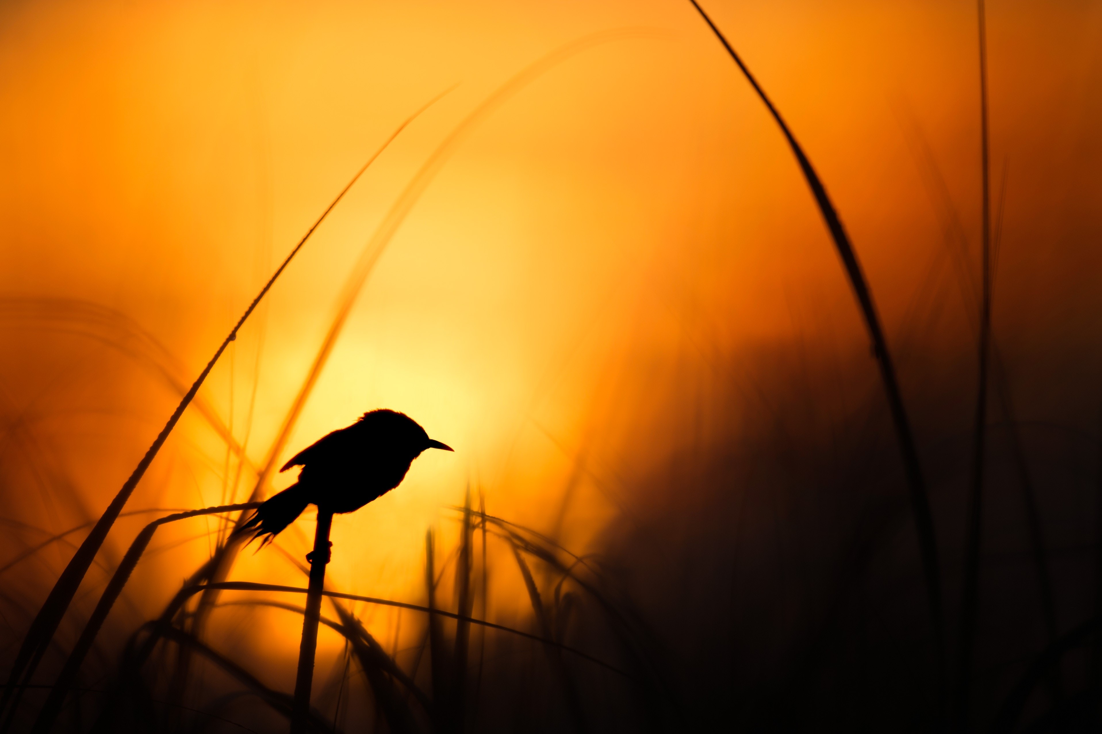 birds, silhouette, hd, 4k, HD Wallpaper