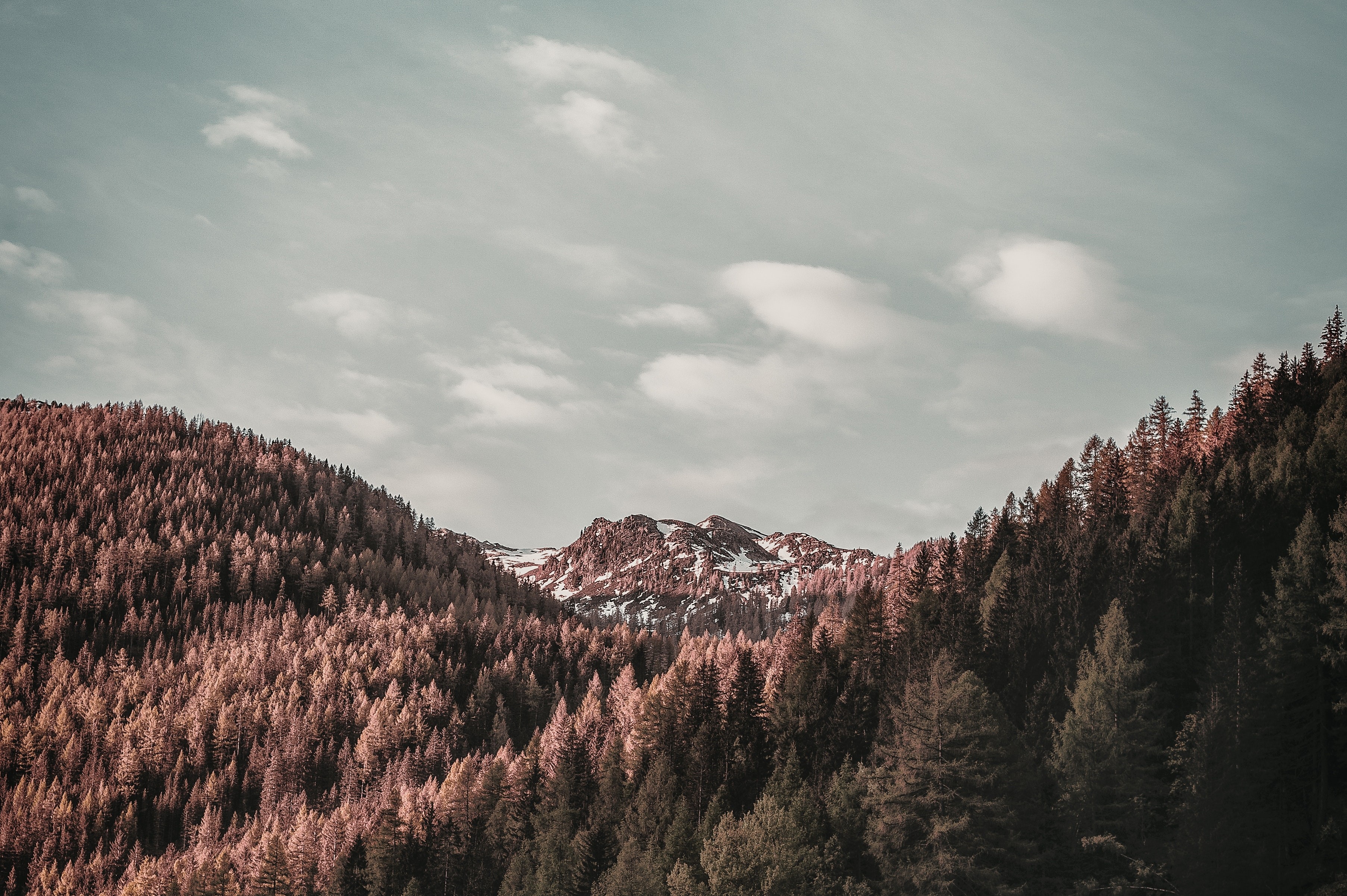 trees, leaf, forest, winter, landscape, hd, 4k, HD Wallpaper