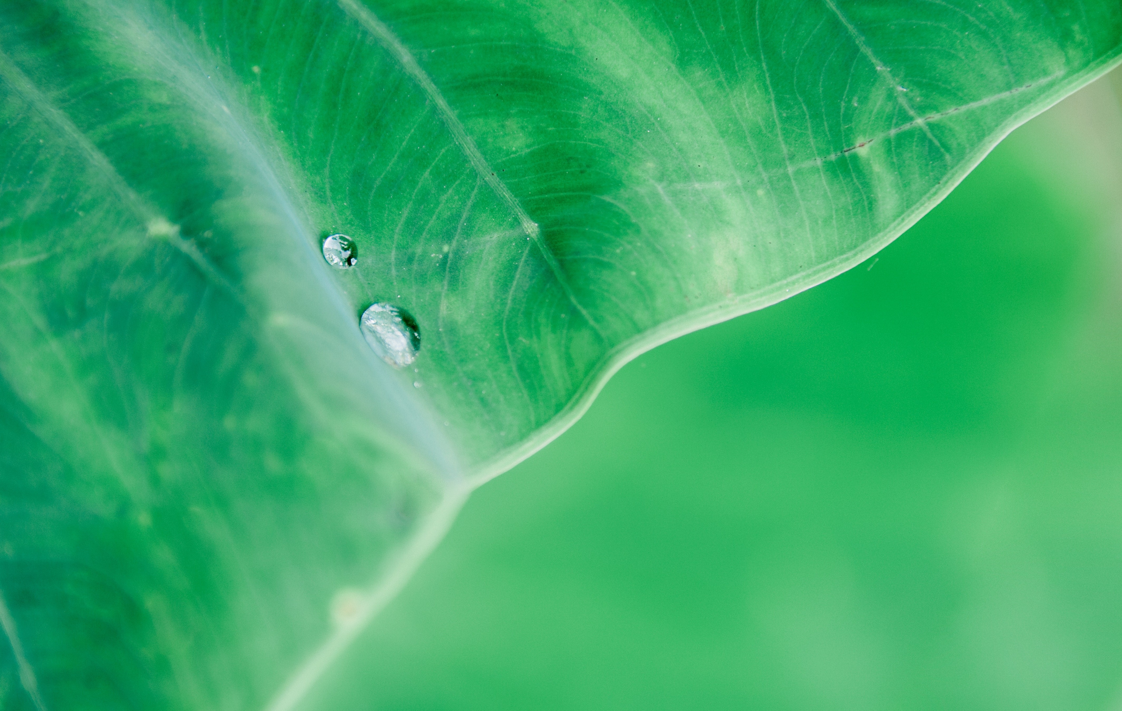 drops, leaf, macro, hd, 4k, HD Wallpaper