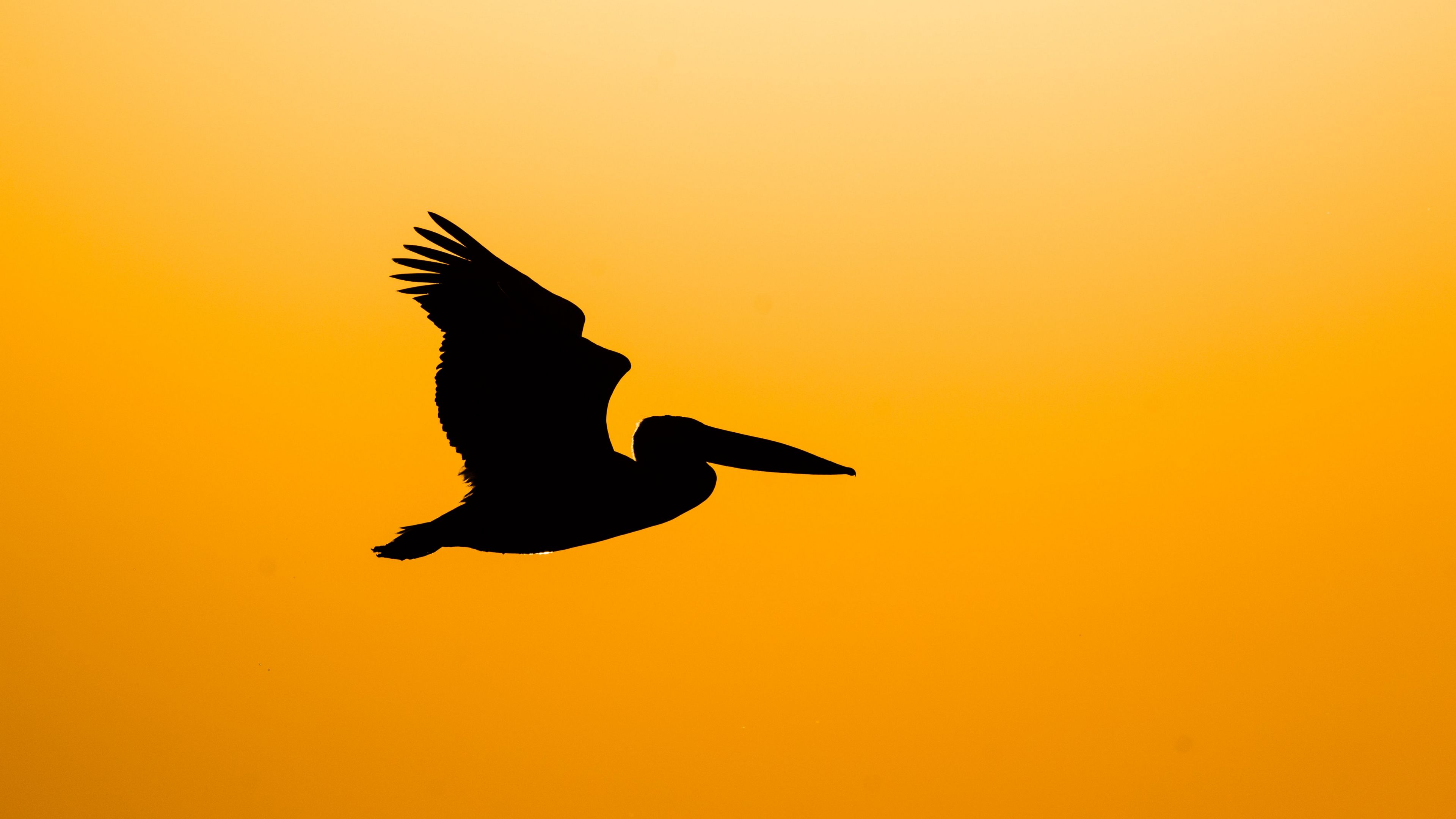 pelican, bird, silhouette, dark, fly, 4k, HD Wallpaper