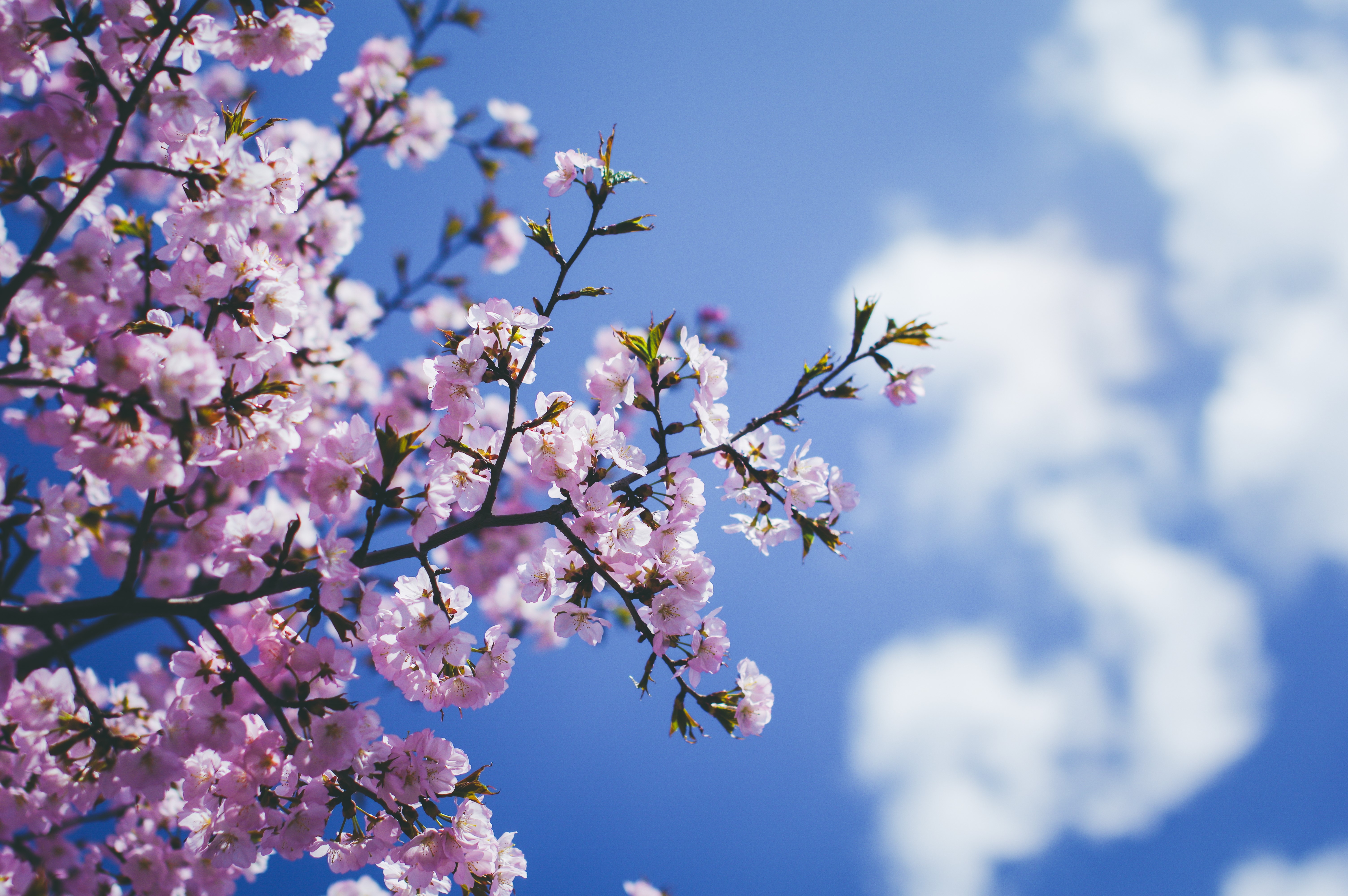 blossom, flowers, hd, 4k, 5k, HD Wallpaper