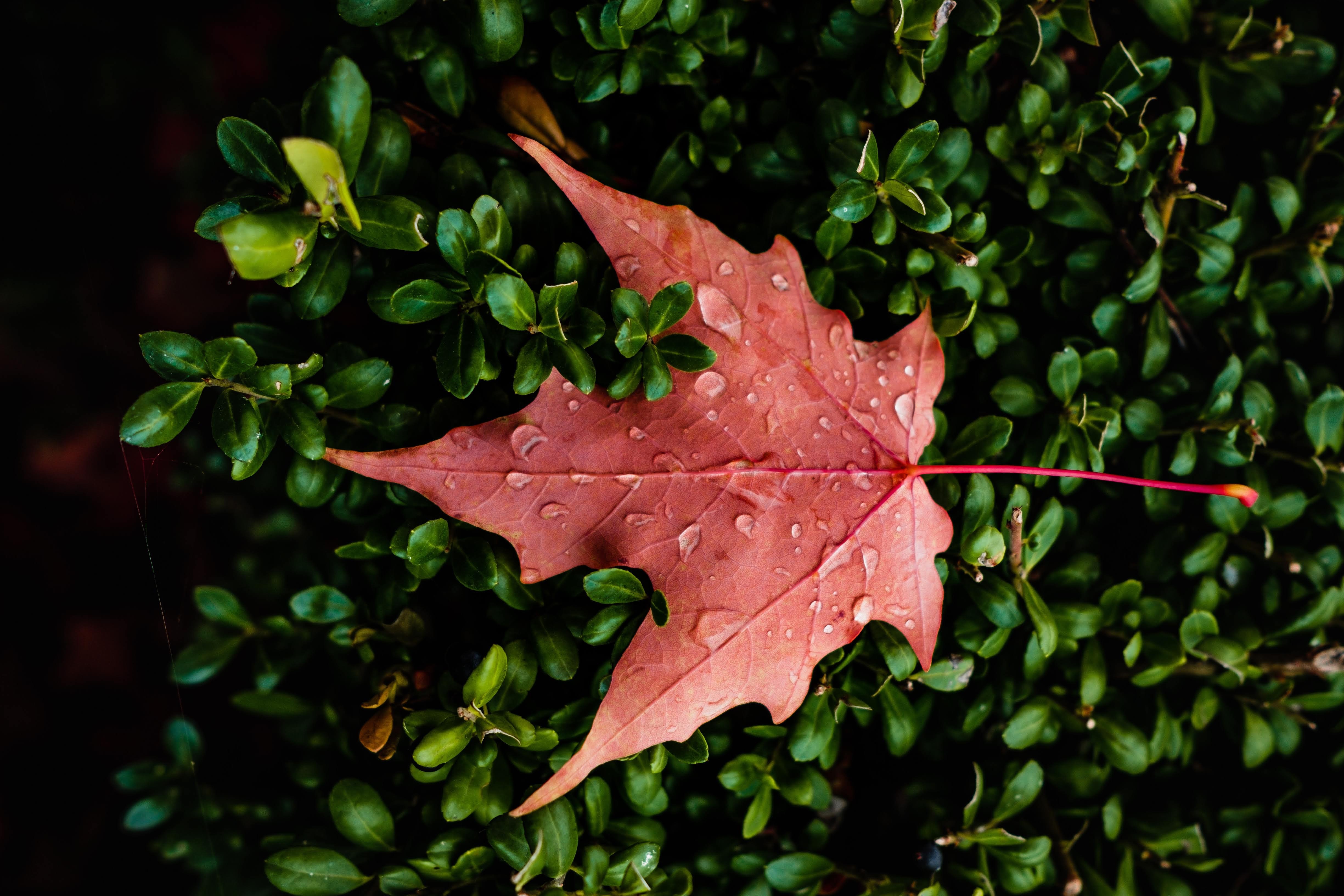 leaf, drops, macro, nature, hd, 4k, 5k, HD Wallpaper