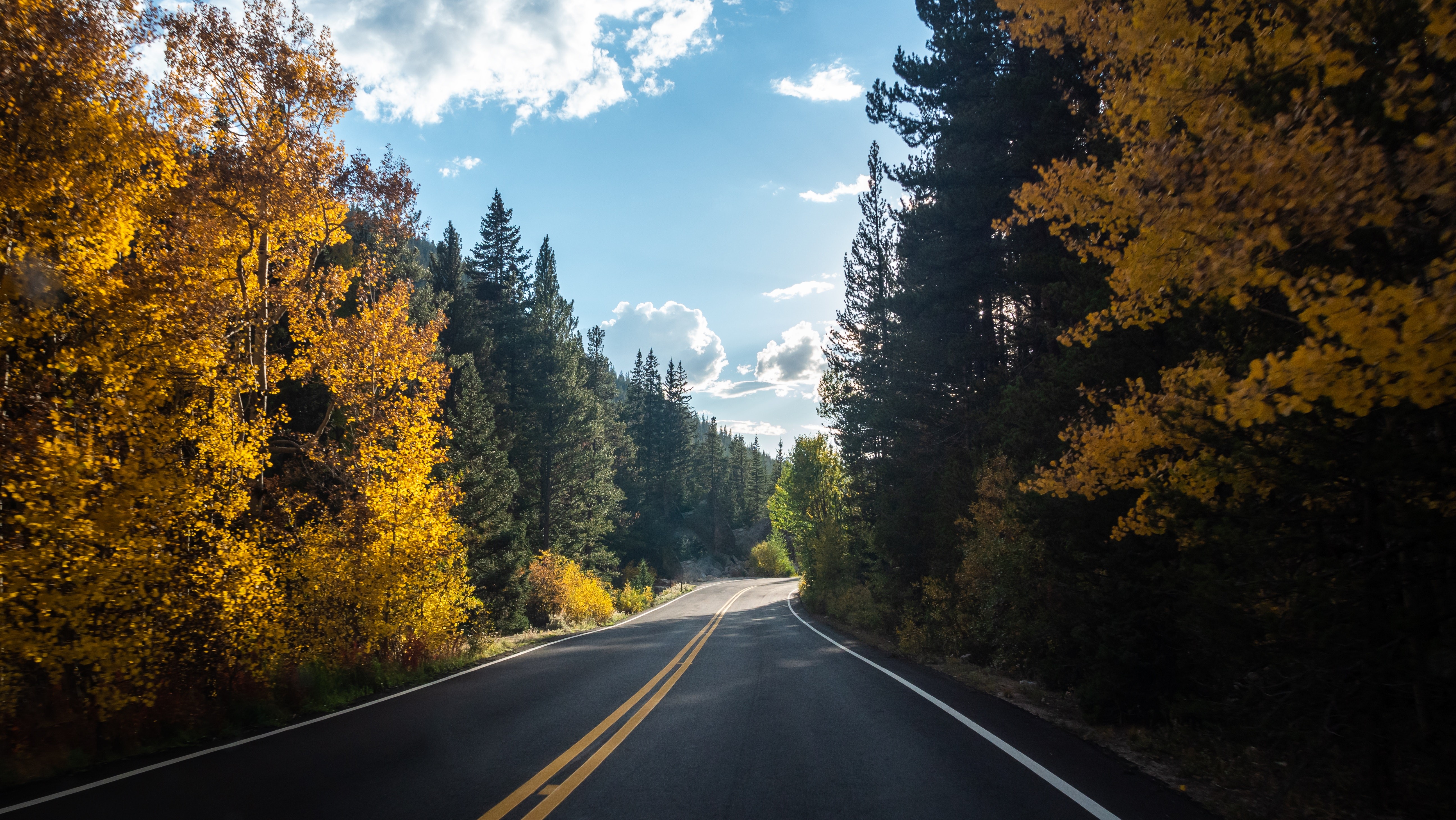 forest, road, landscape, nature, hd, 4k, 5k, trees, HD Wallpaper