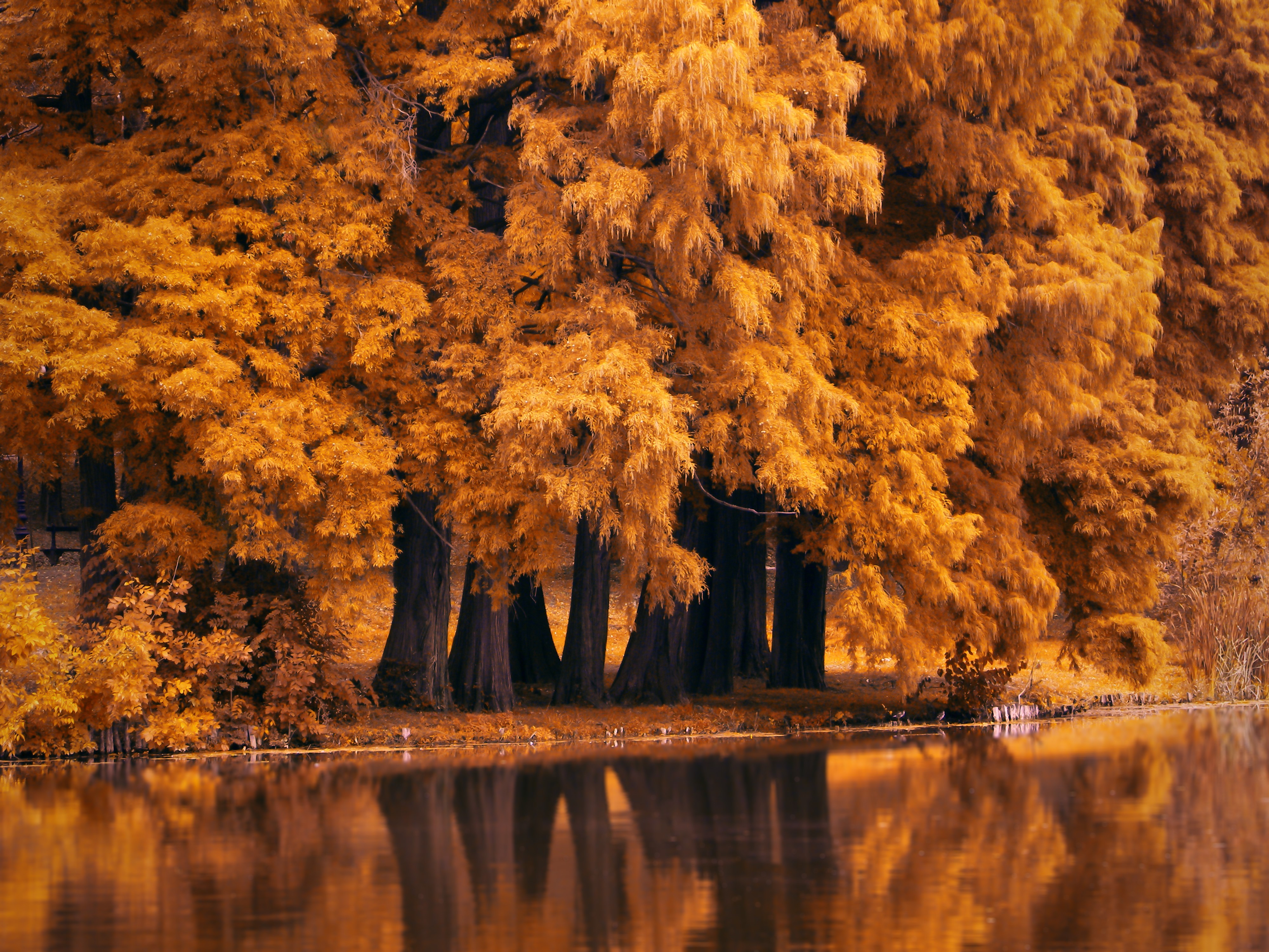 autumn, nature, hd, 4k, deviantart, HD Wallpaper