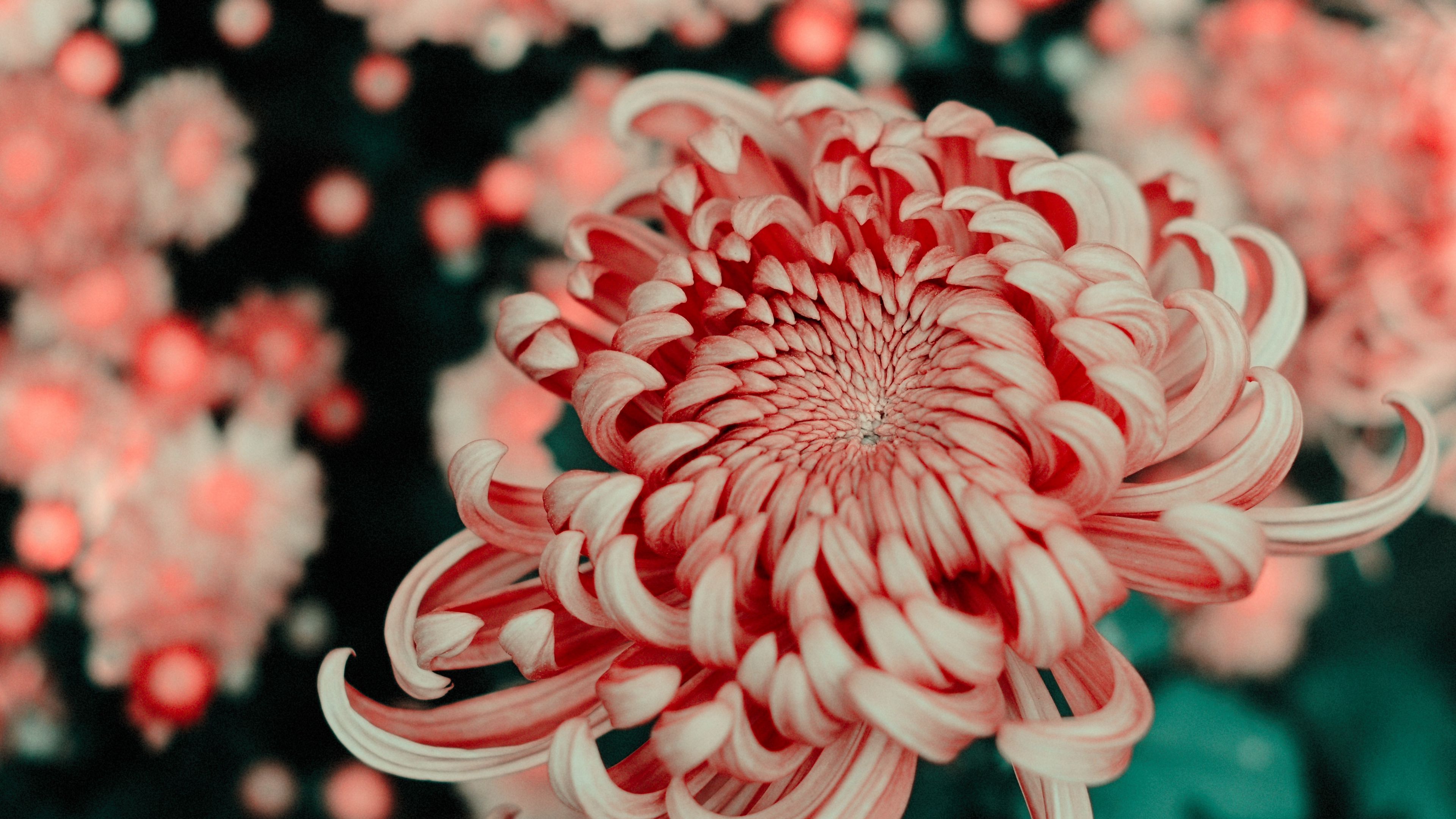 flower, pink, macro, closeup, bloom, 4k, HD Wallpaper
