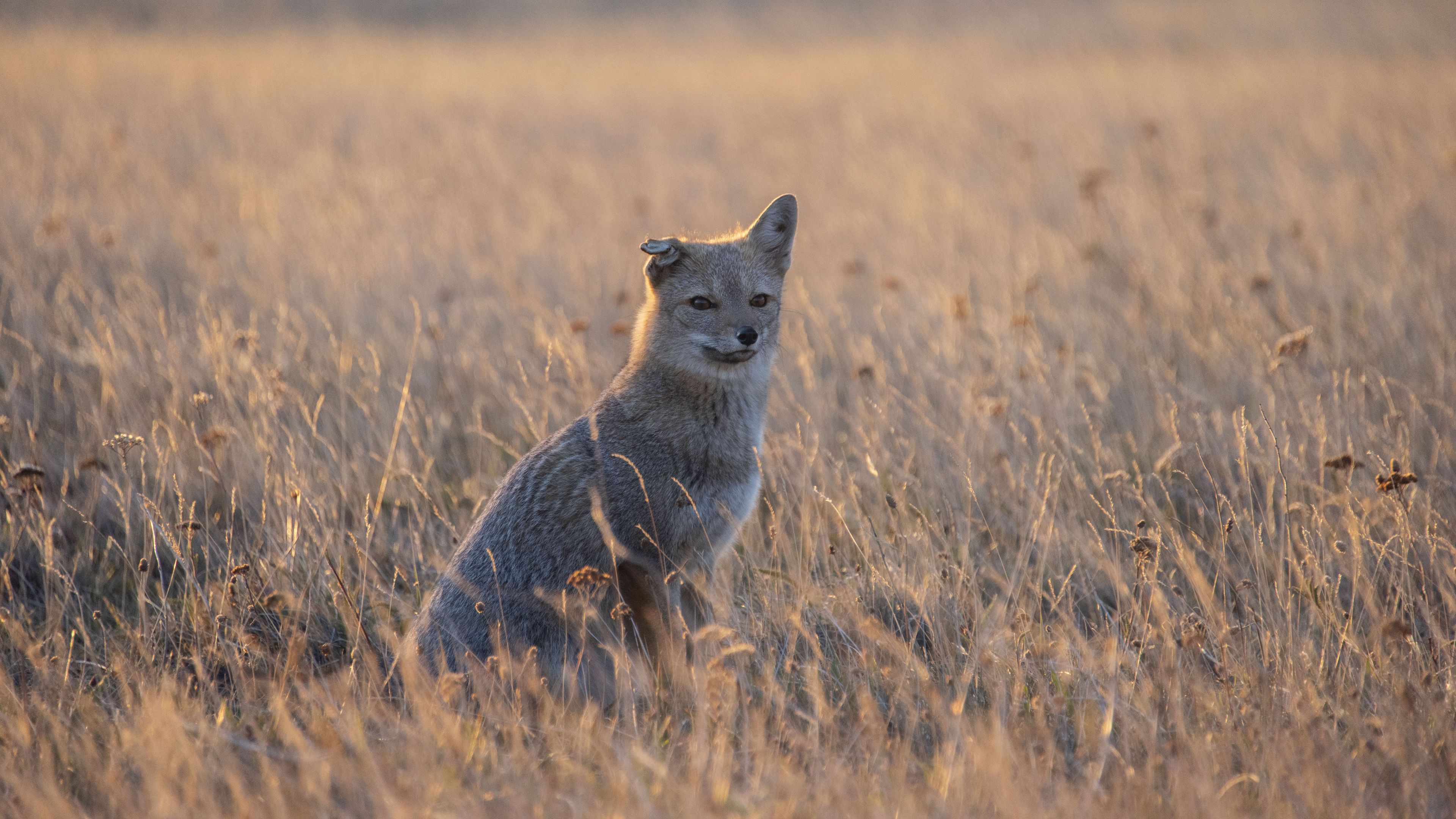 swift fox, fox, gray, animal, wildlife, 4k, HD Wallpaper