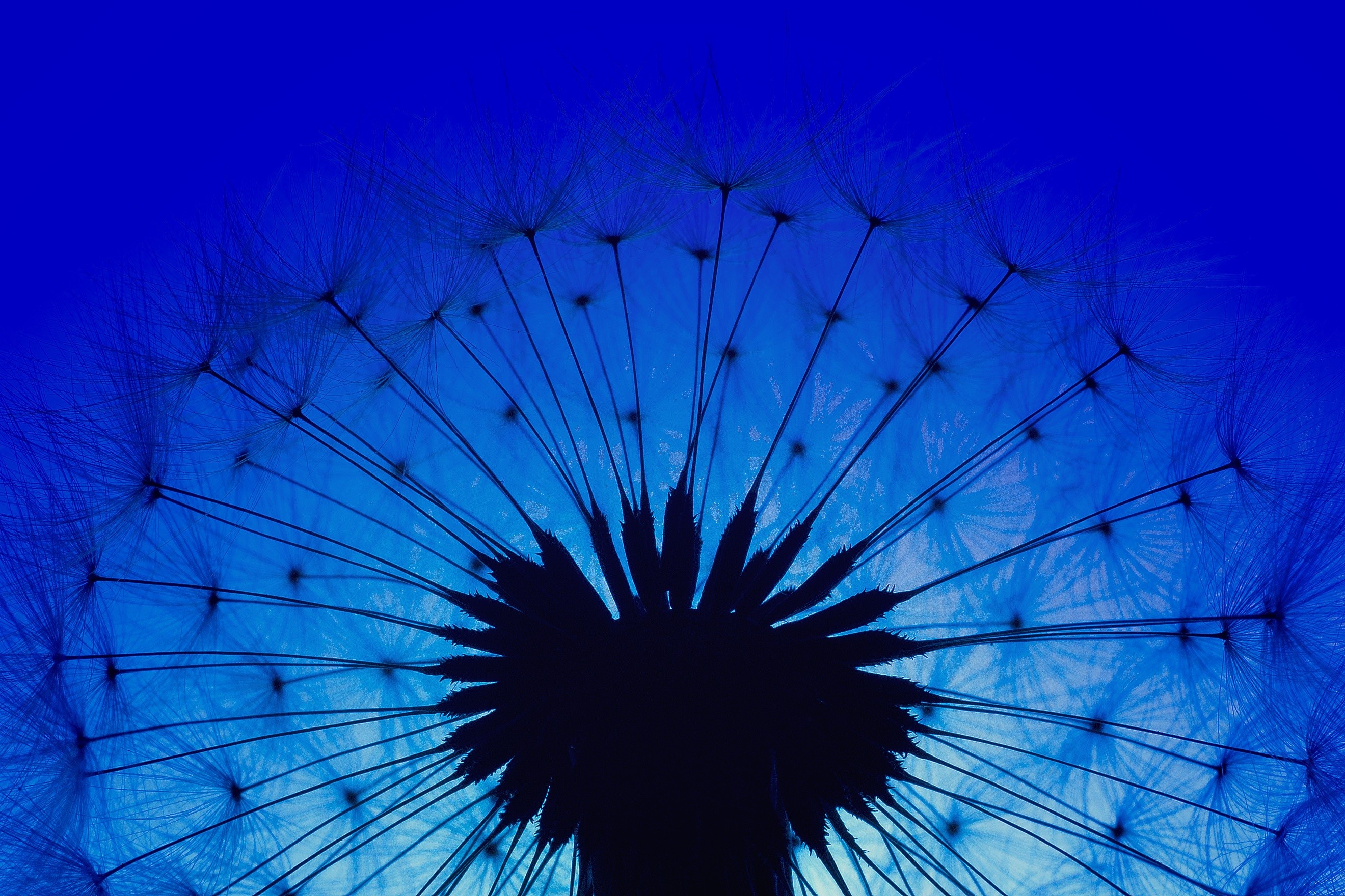 dandelion, plant, flowers, nature, hd, macro, HD Wallpaper