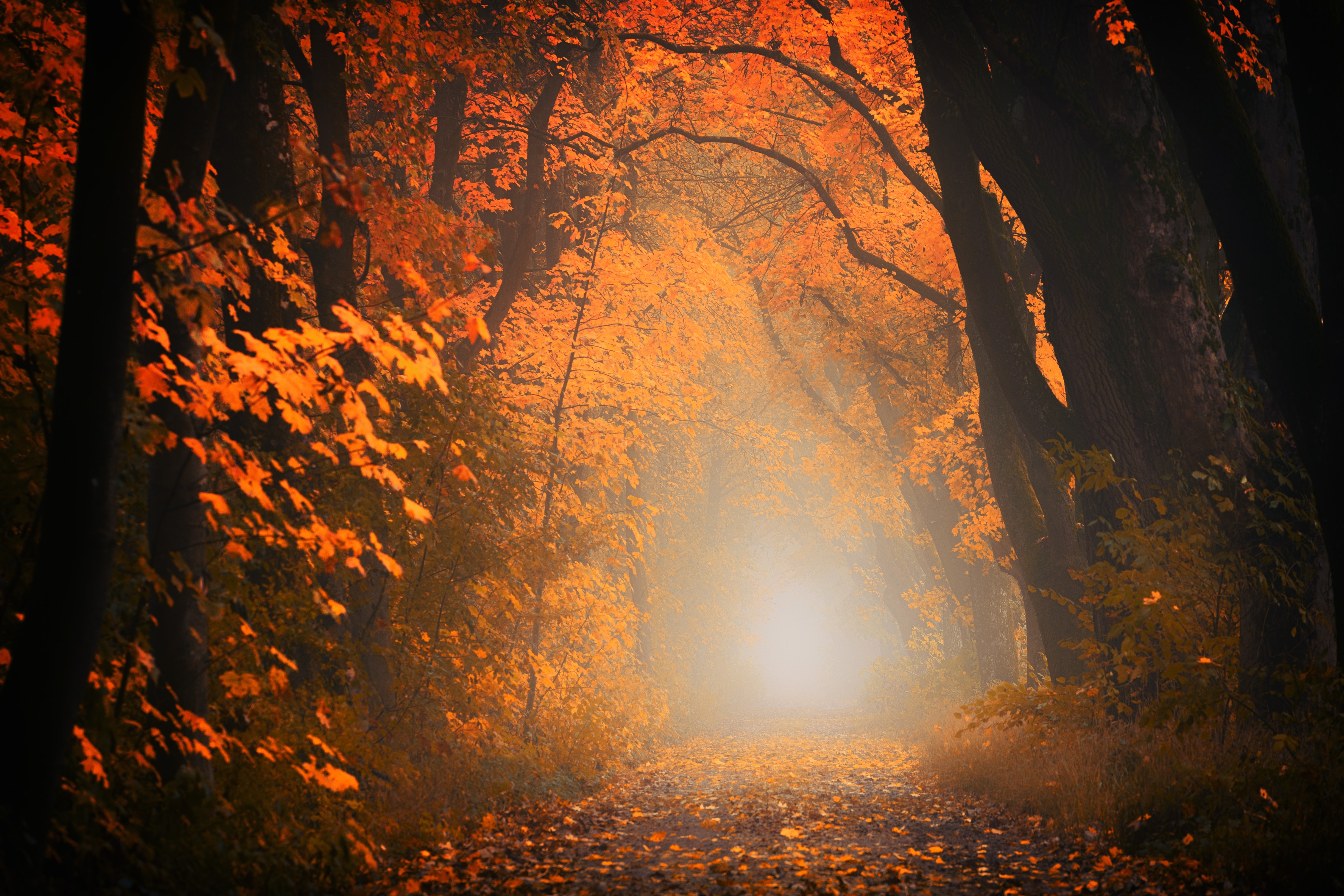 autumn, forest, tree, nature, hd, 4k, 5k, HD Wallpaper