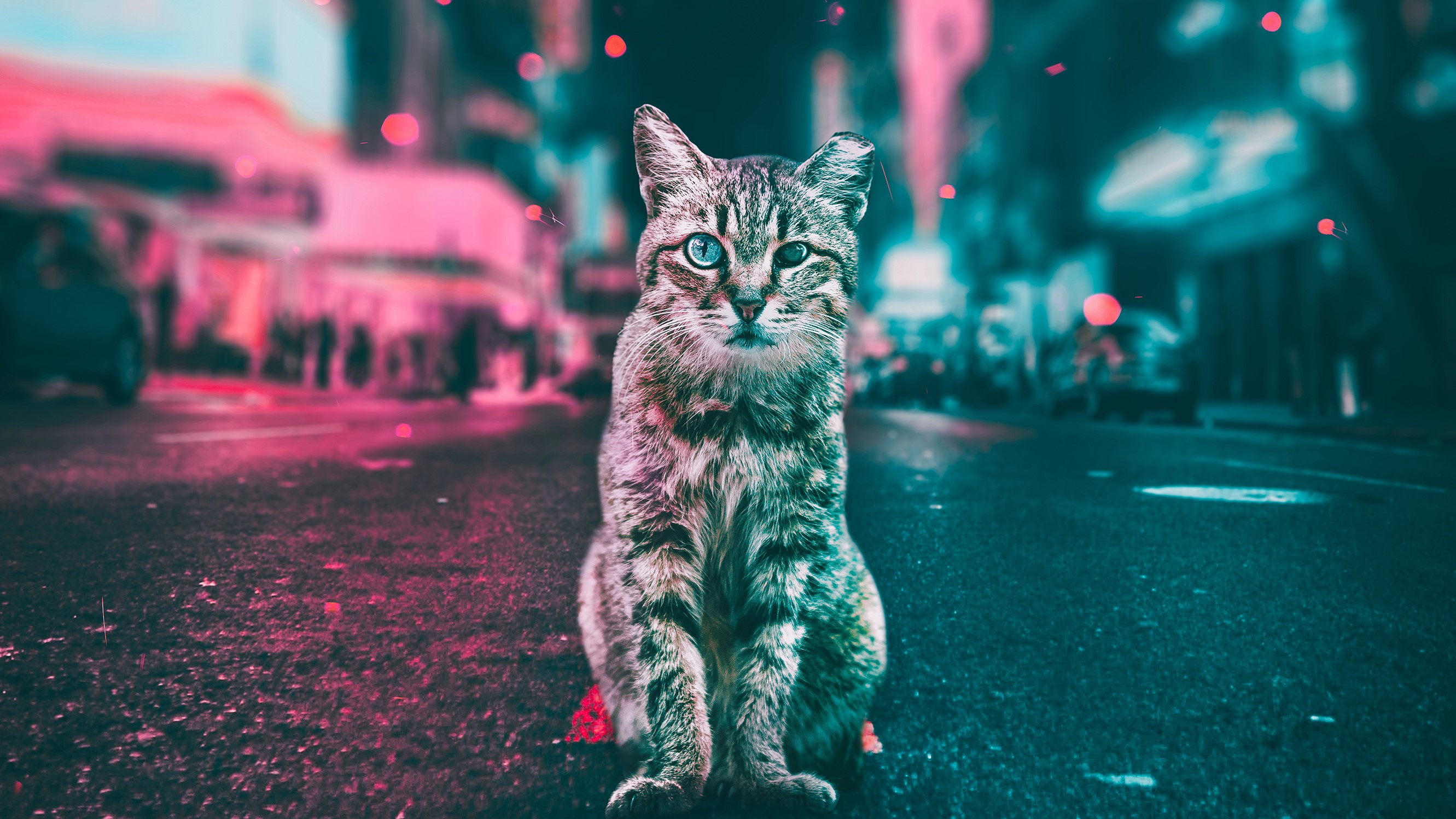 cat, animals, hd, artist, artwork, digital art, photography, HD Wallpaper