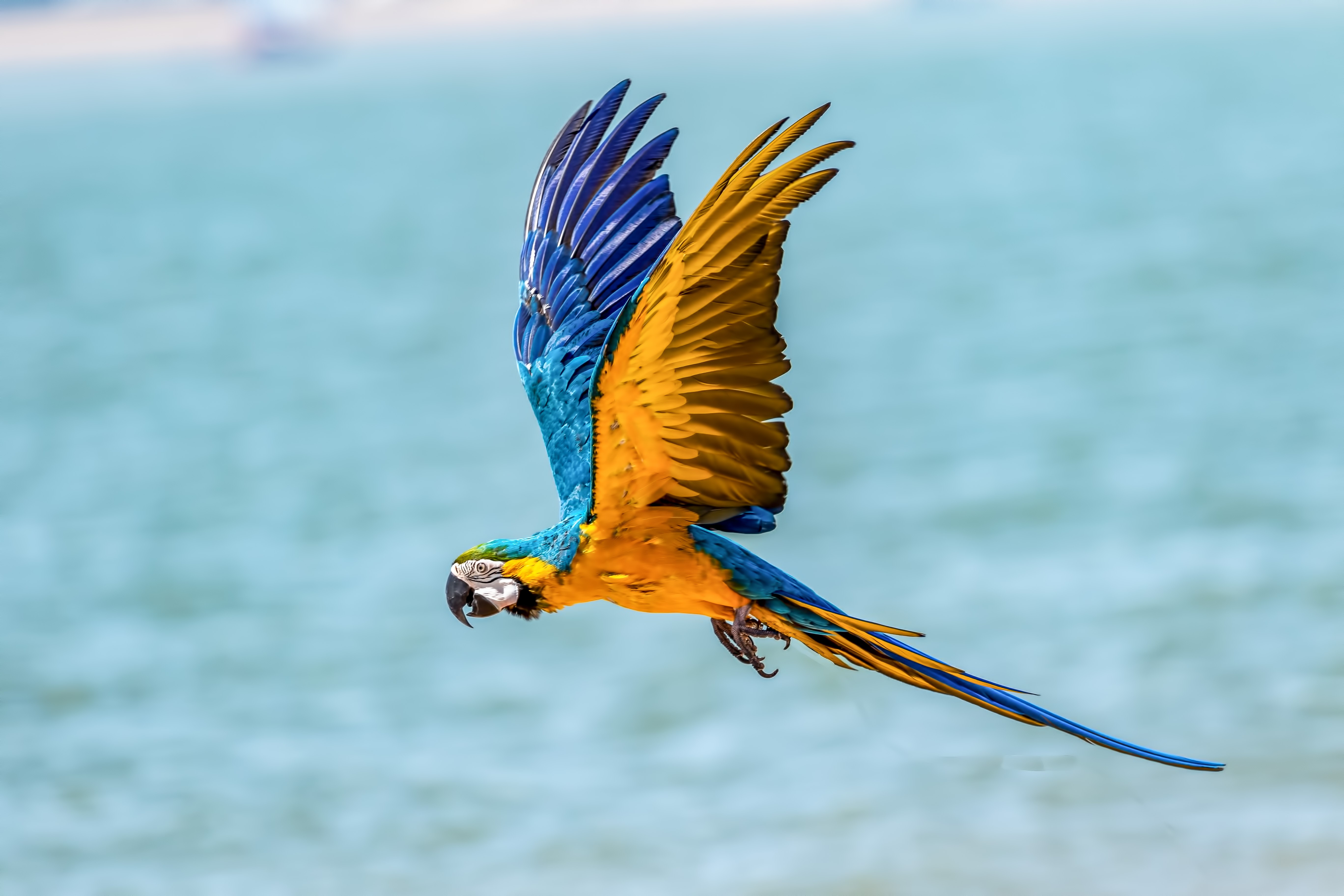 macaw, parrot, birds, hd, 4k, 5k, flying, HD Wallpaper