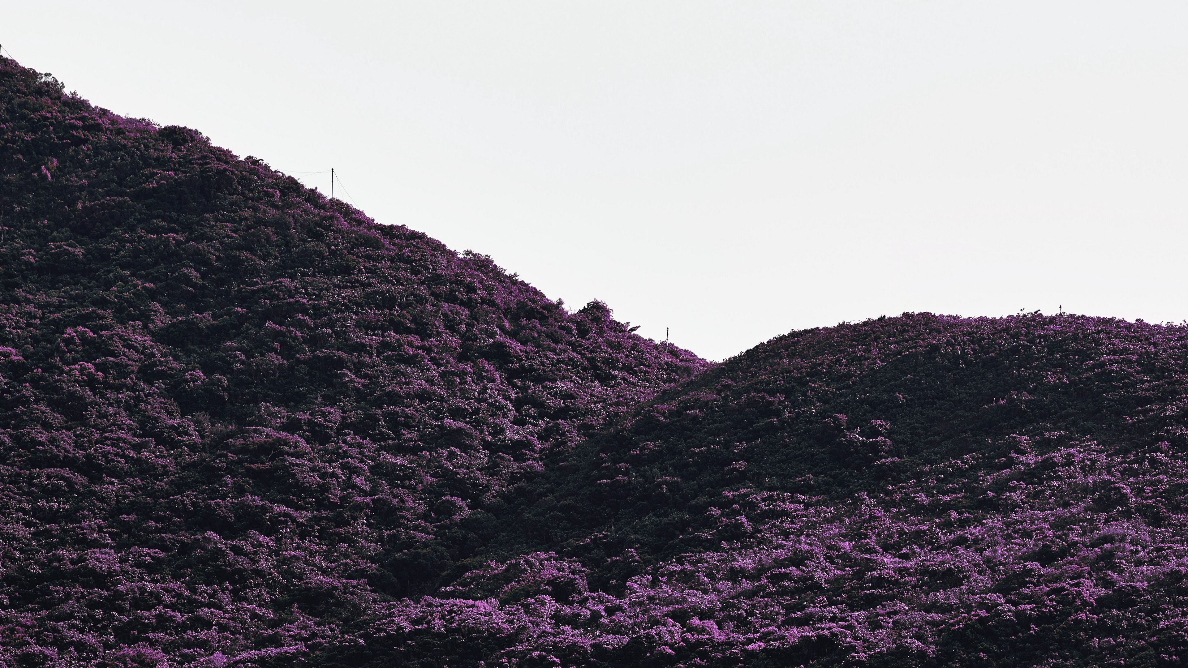 hill, slope, plants, bushes, vegetation, 4k, HD Wallpaper
