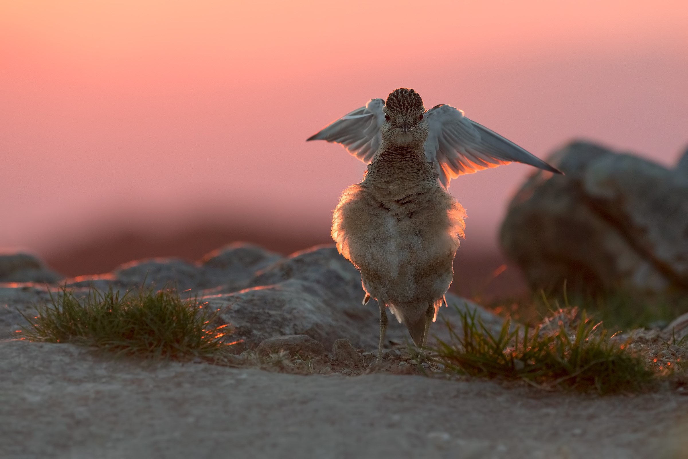 birds, photography, hd, HD Wallpaper