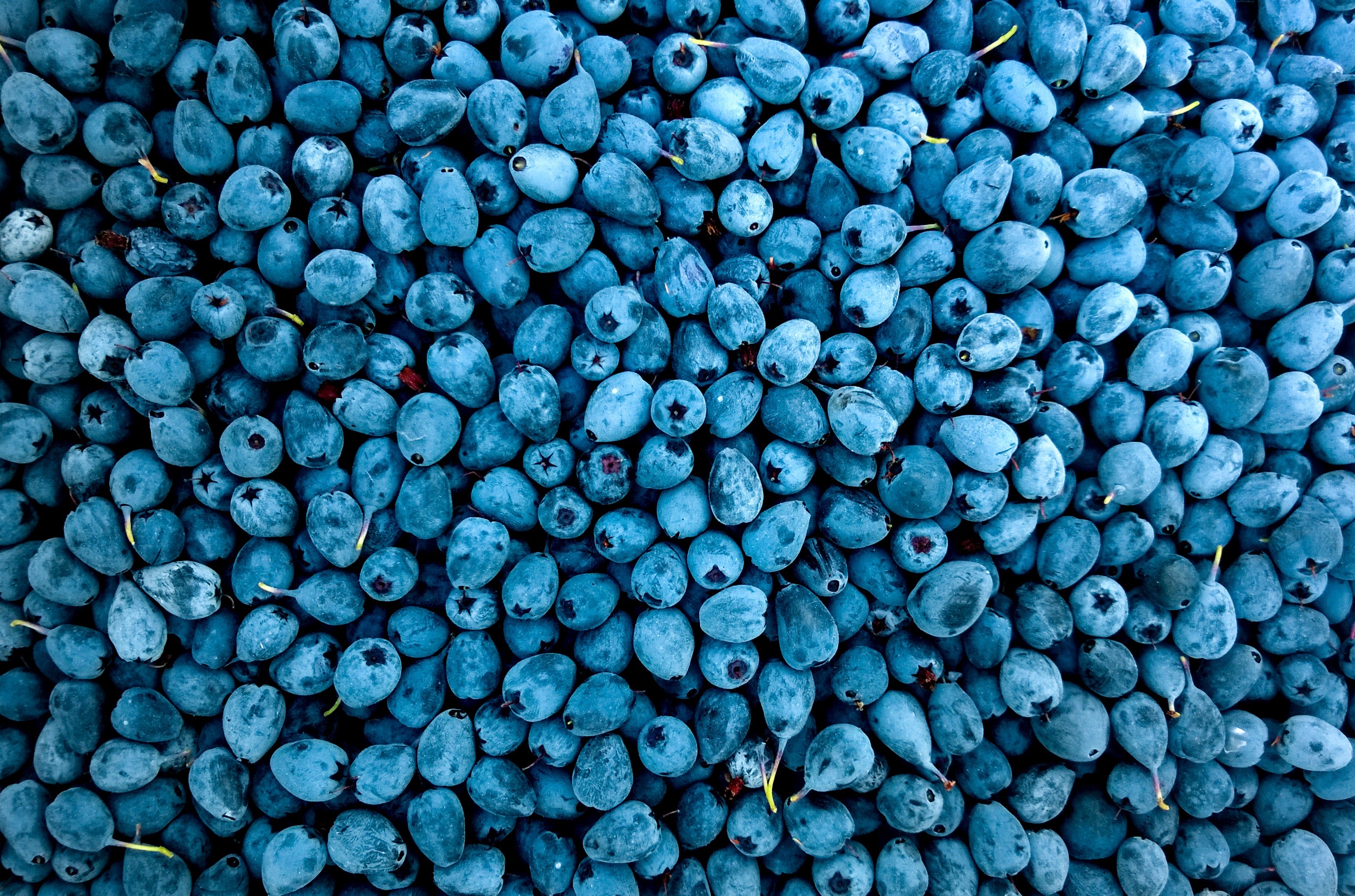 blueberry, fruits, food, hd, HD Wallpaper
