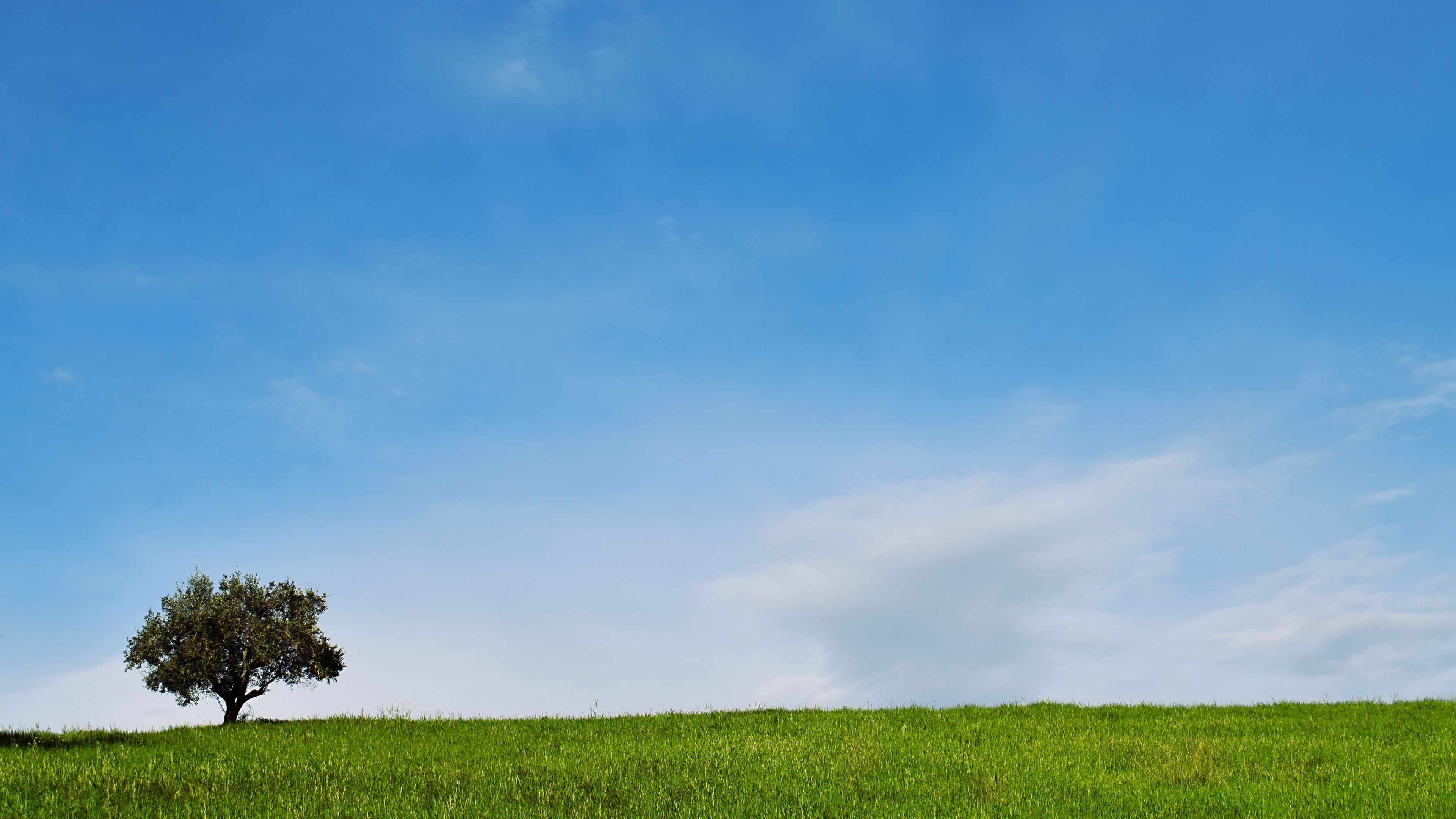 tree, lawn, landscape, minimalism, 4k, HD Wallpaper