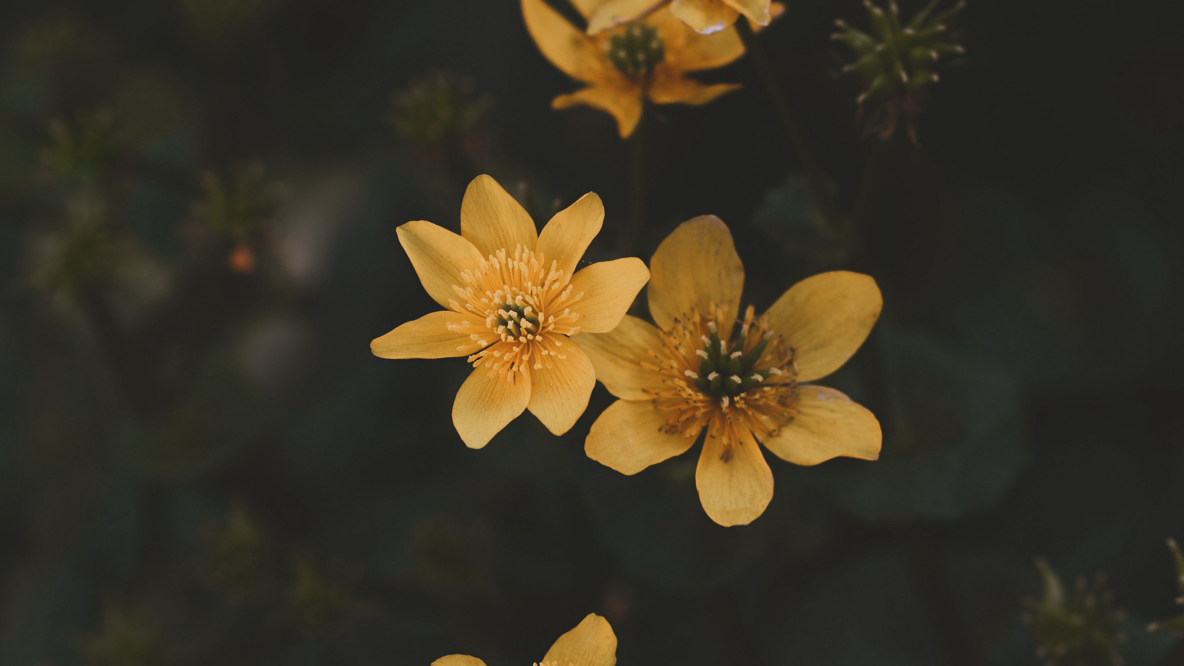 flower, yellow, petals, plant, 4k, HD Wallpaper