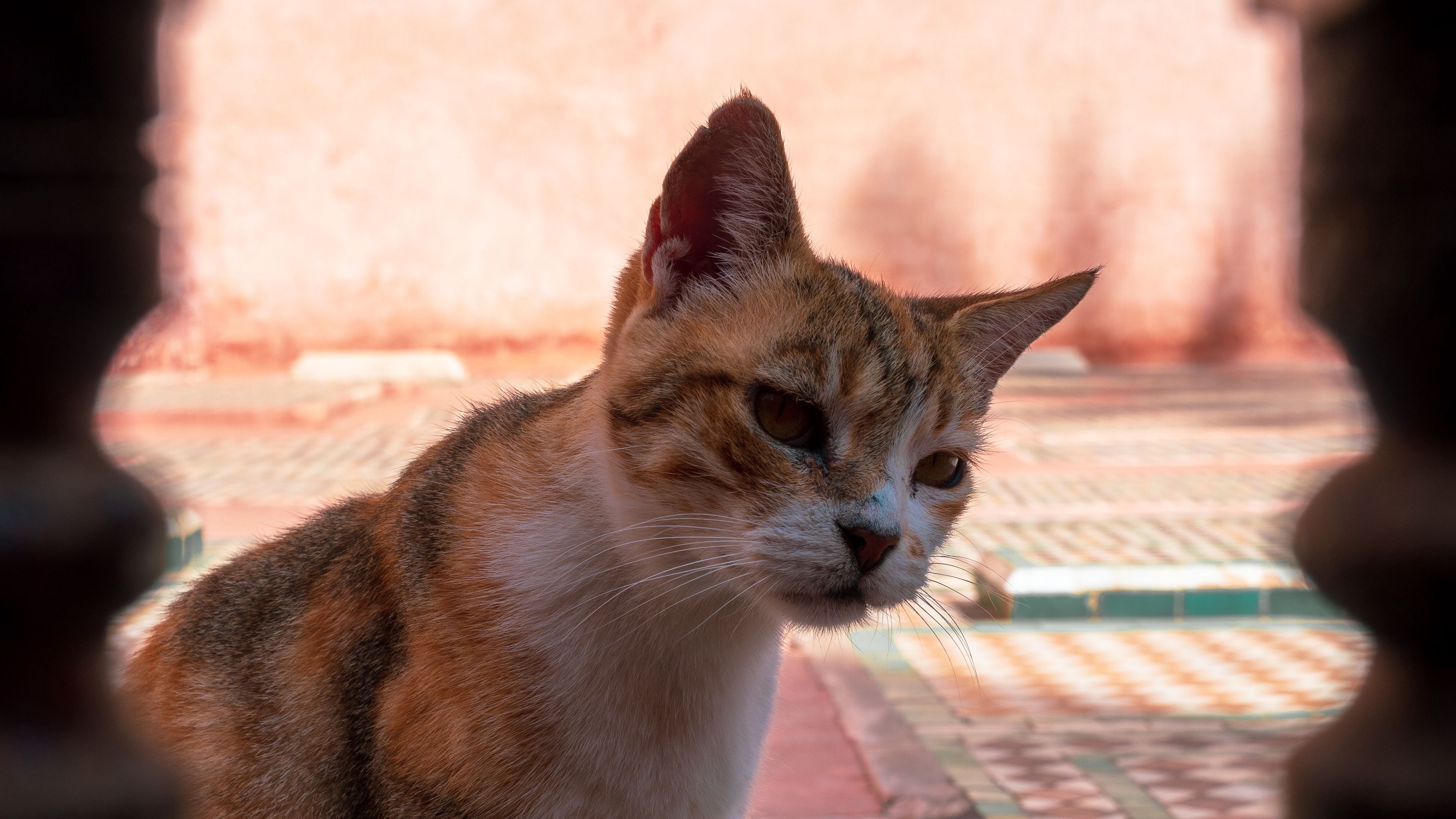 cat, glance, pet, animal, 4k, HD Wallpaper