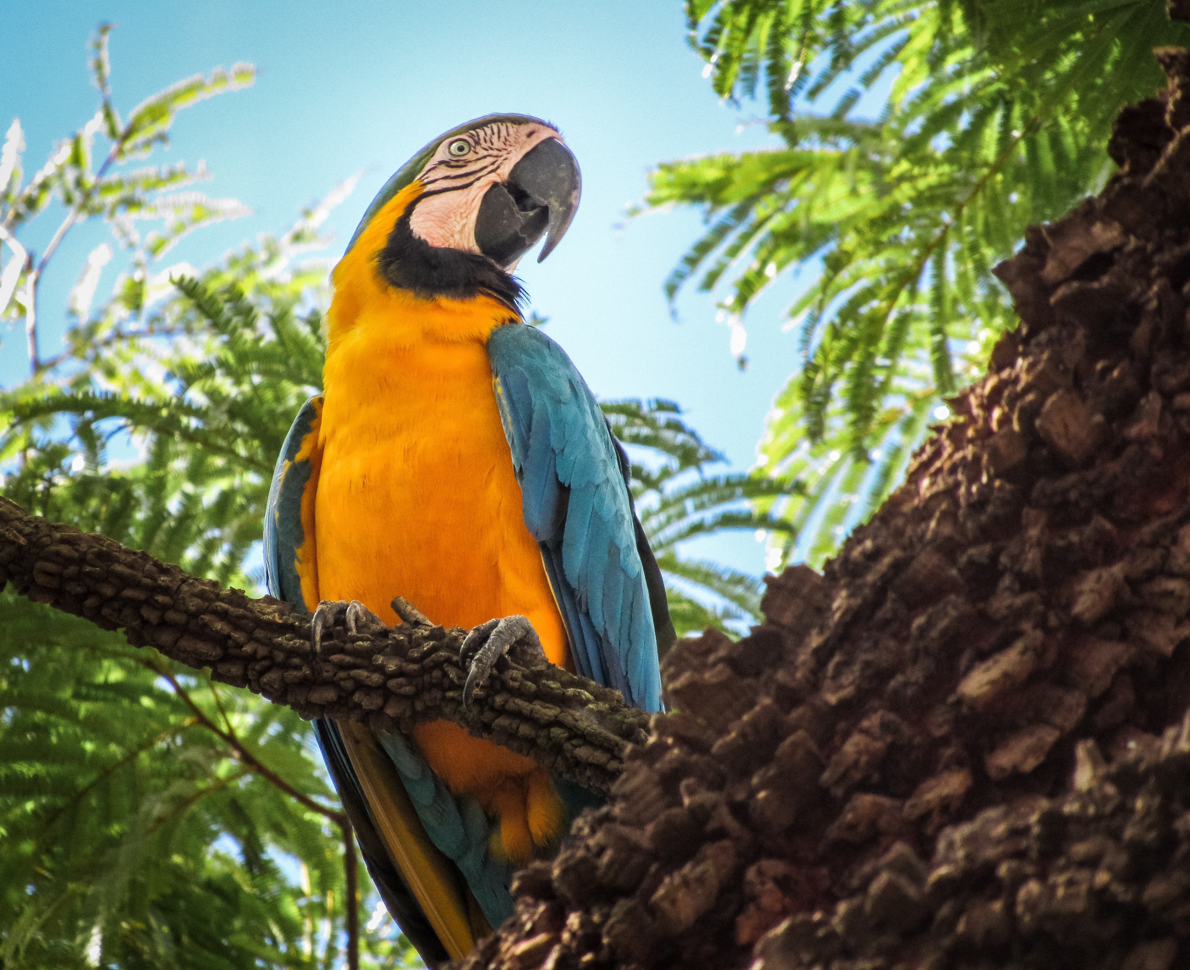 macaw, parrot, birds, hd, 4k, HD Wallpaper