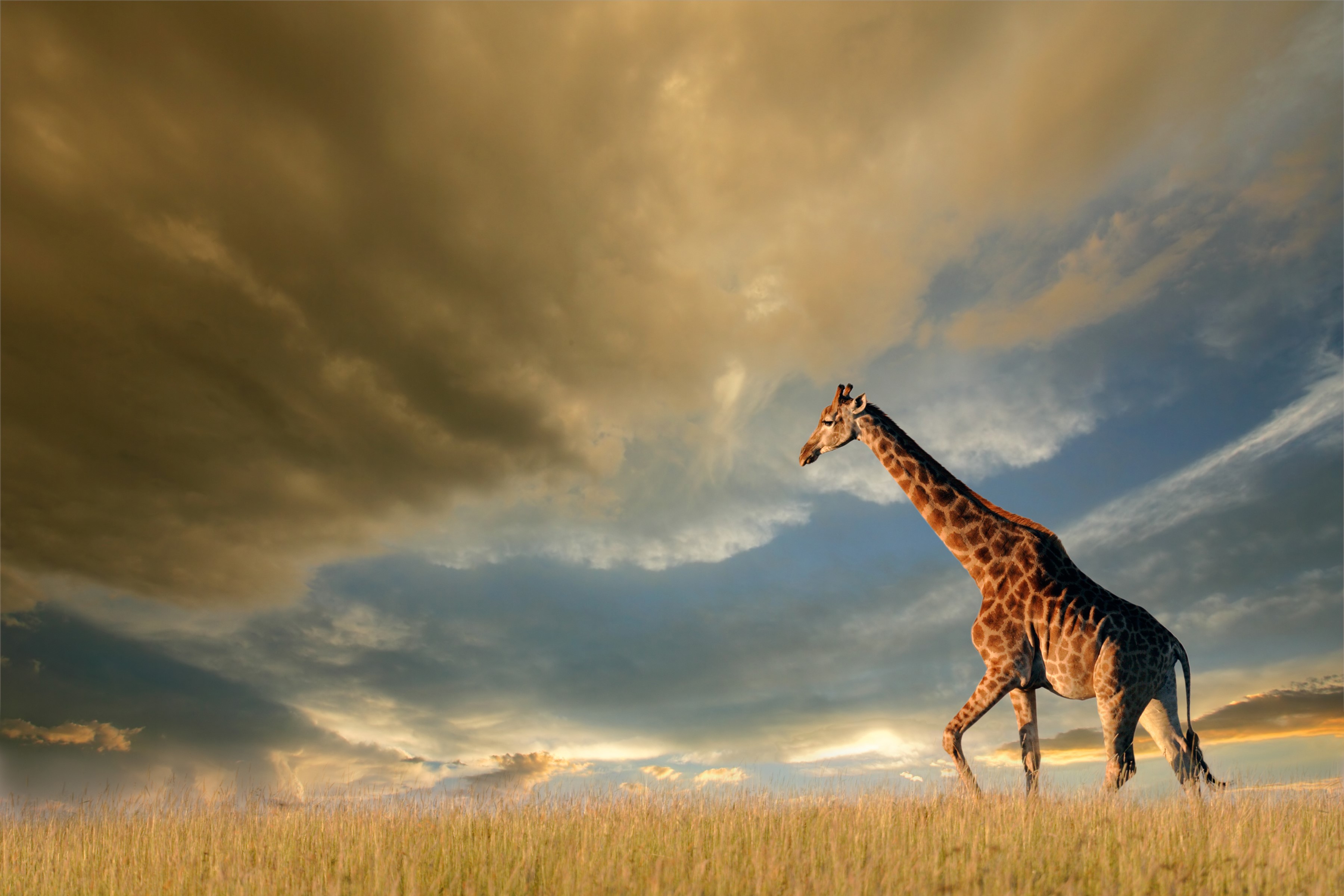 giraffe, animals, hd, 4k, HD Wallpaper