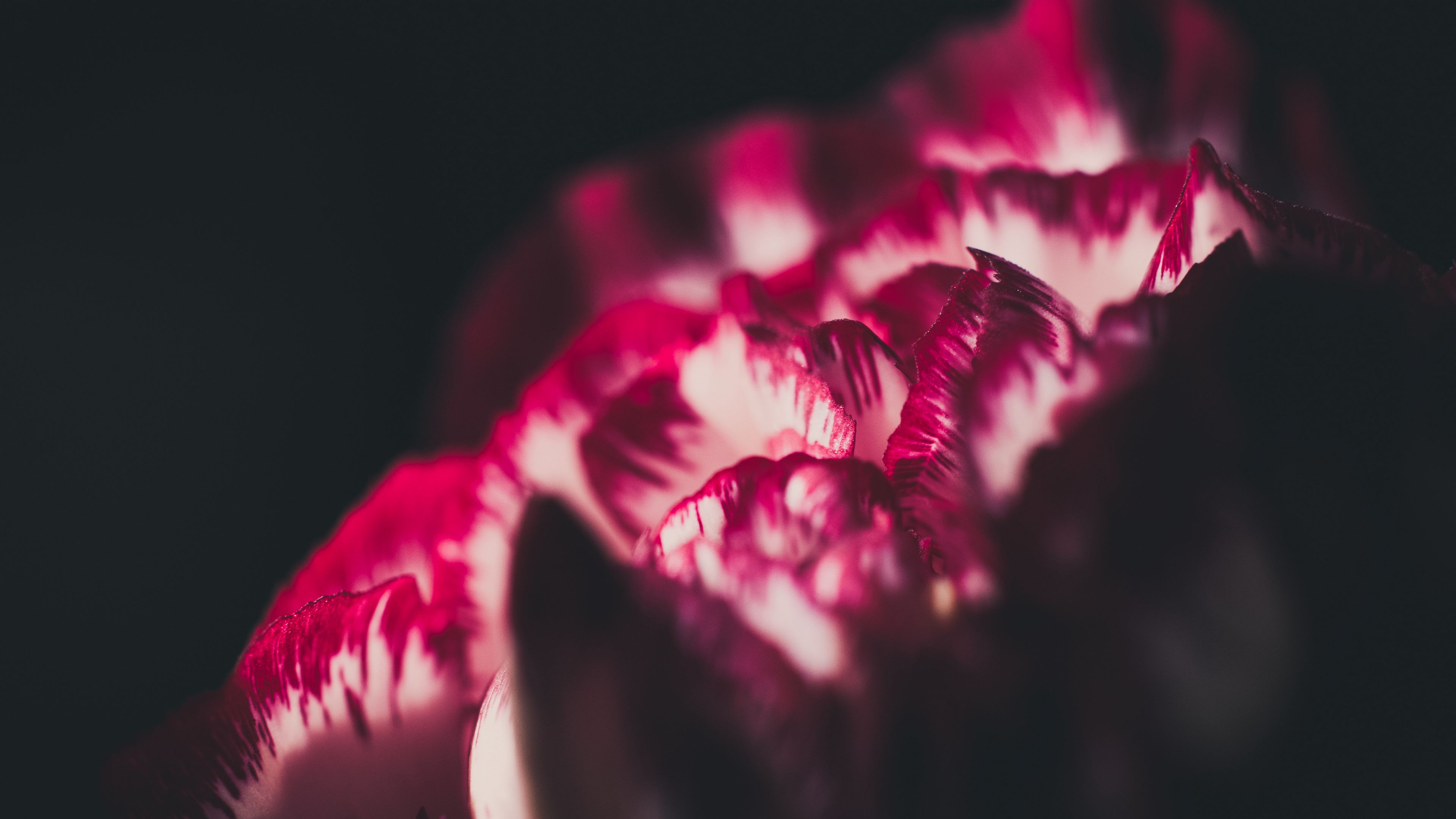 flower, petals, macro, red, white, 4k, HD Wallpaper