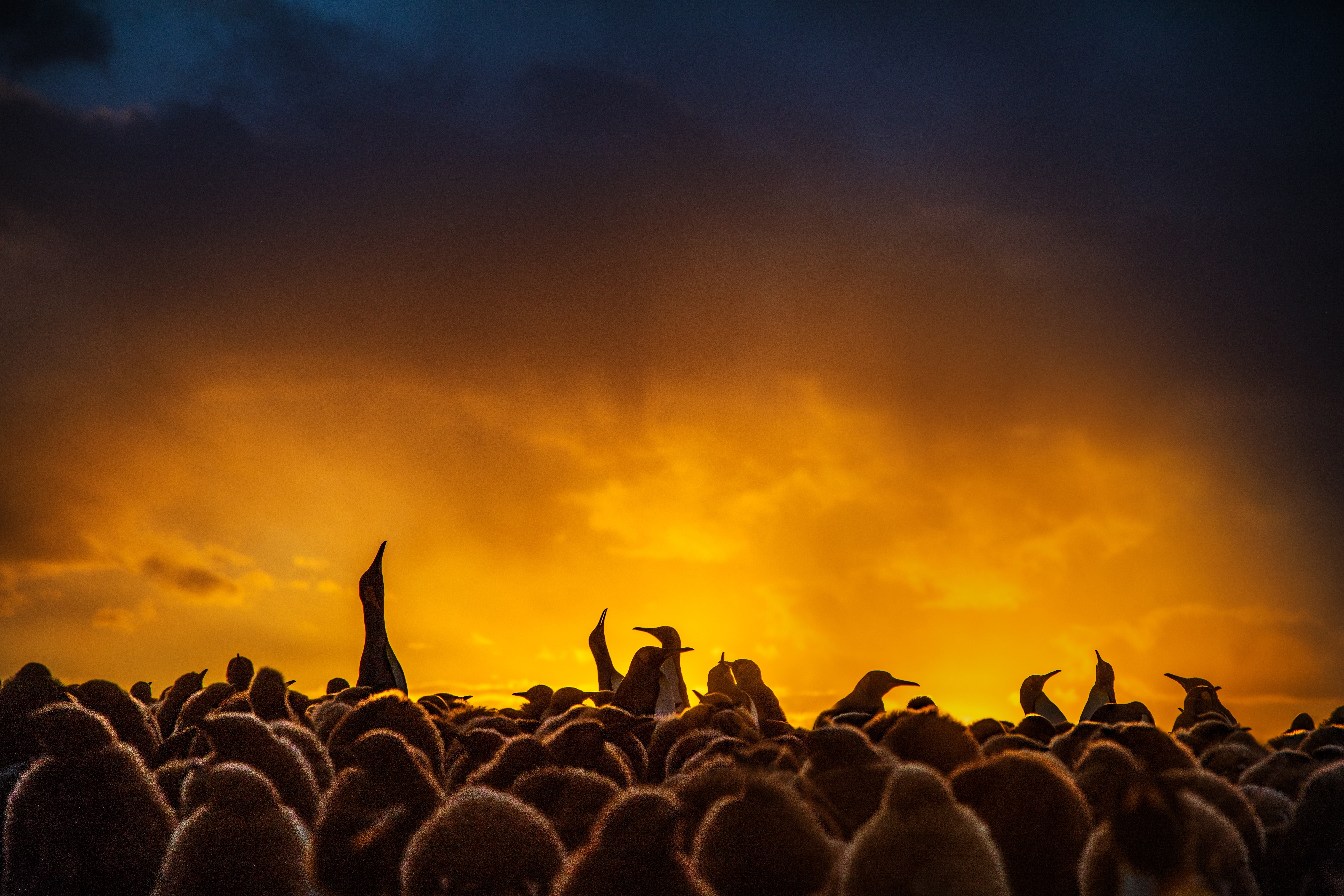 penguins, birds, animals, hd, 4k, 5k, HD Wallpaper
