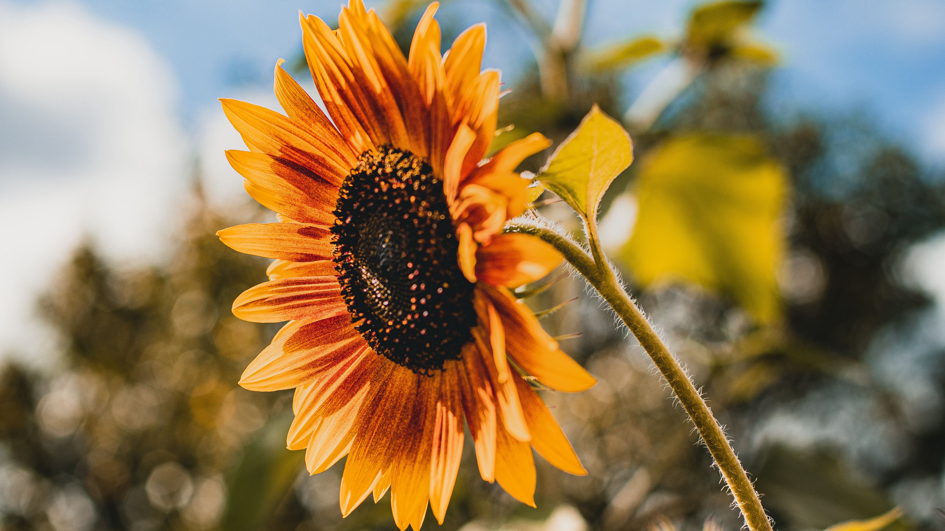 sunflower, flower, yellow, bloom, 4k, HD Wallpaper