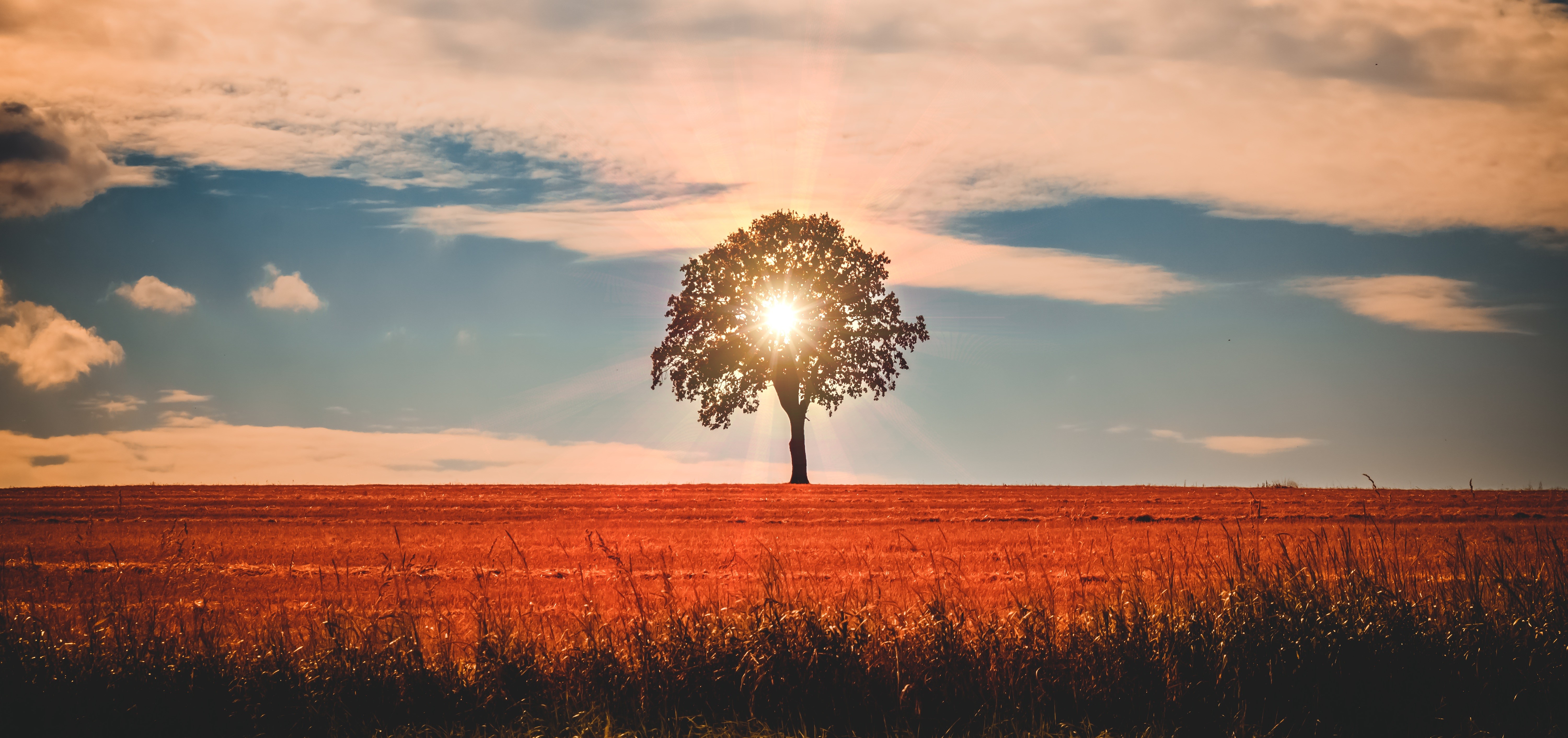 sunbeam, sunrays, nature, hd, 4k, 5k, tree, HD Wallpaper