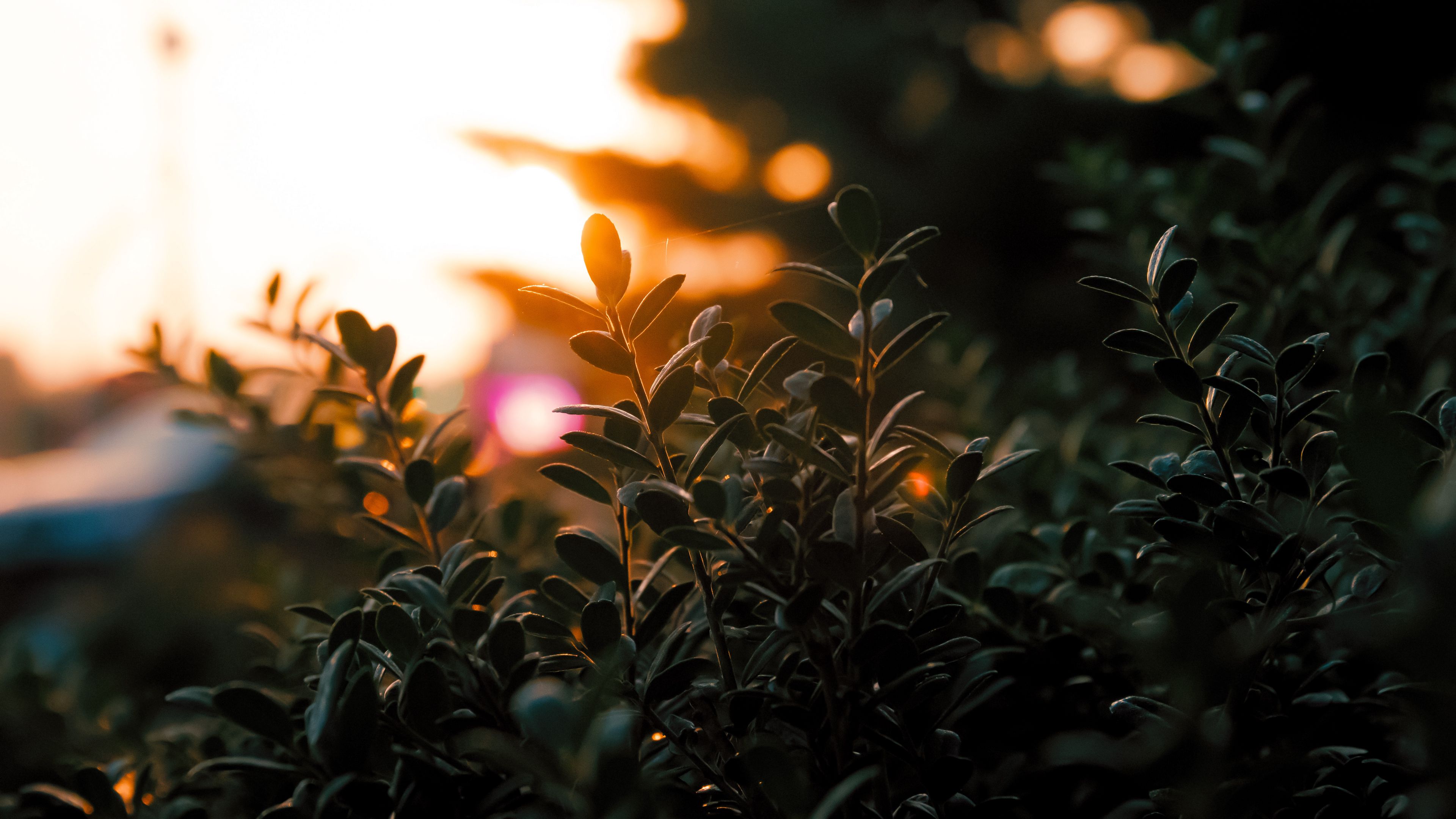 branches, leaves, light, plant, blur, 4k, HD Wallpaper