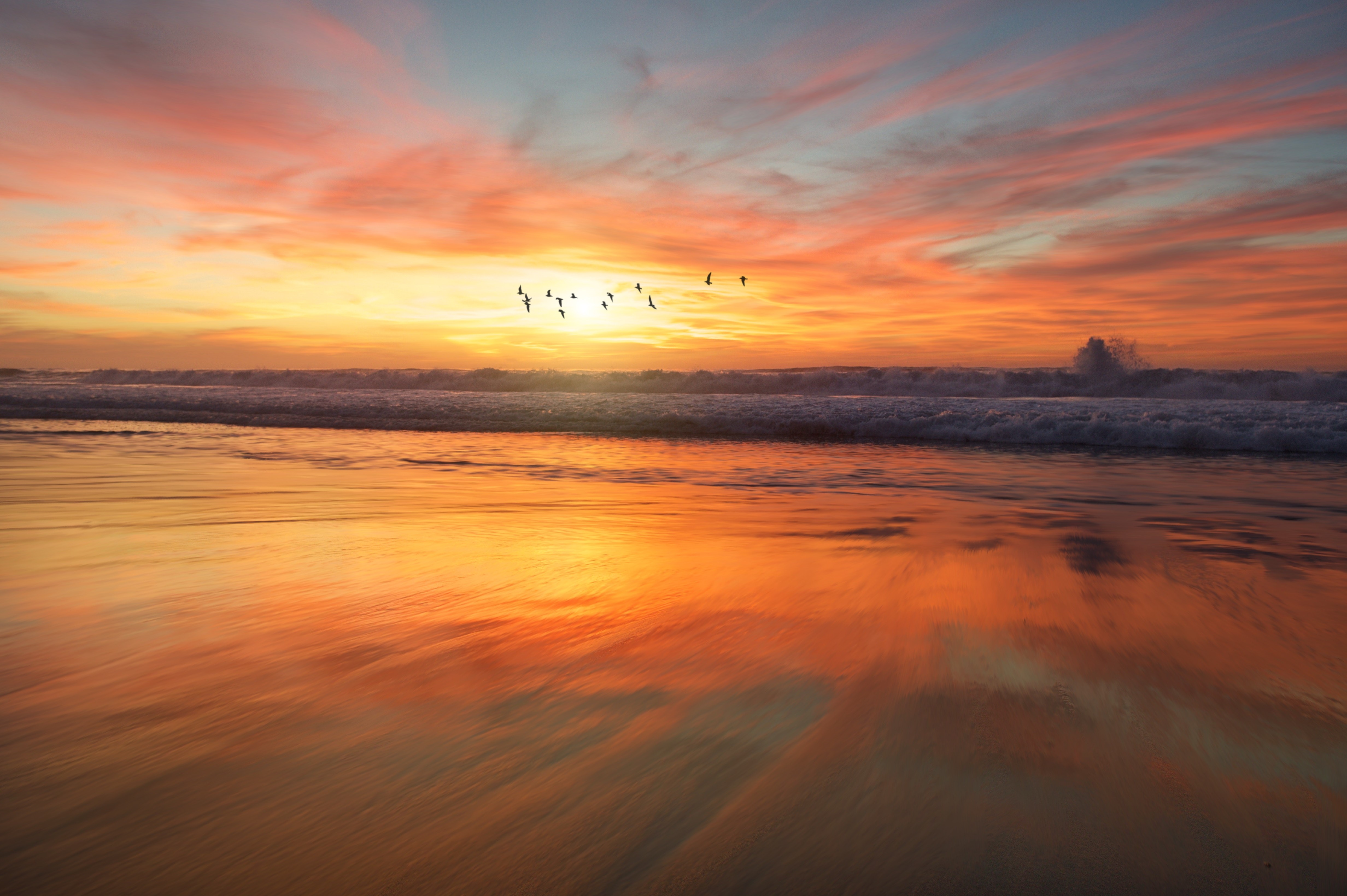 birds, beach, hd, 4k, flying, HD Wallpaper