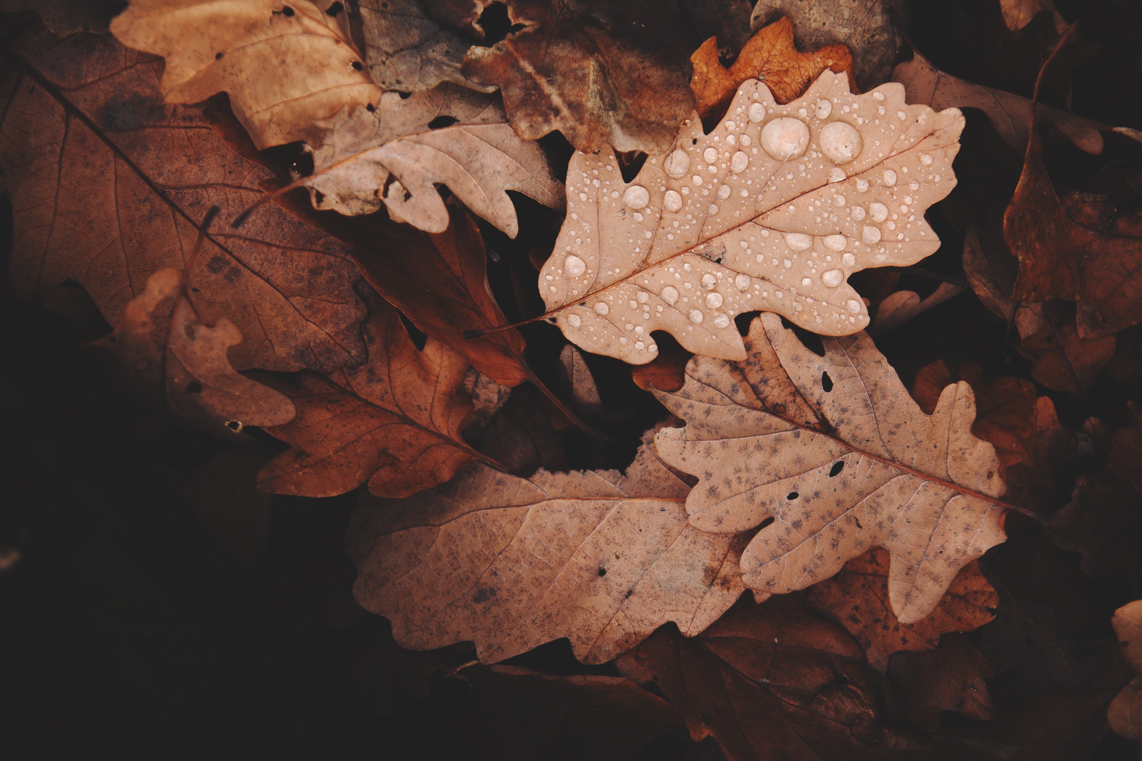 leaves, nature, hd, 4k, drops, HD Wallpaper