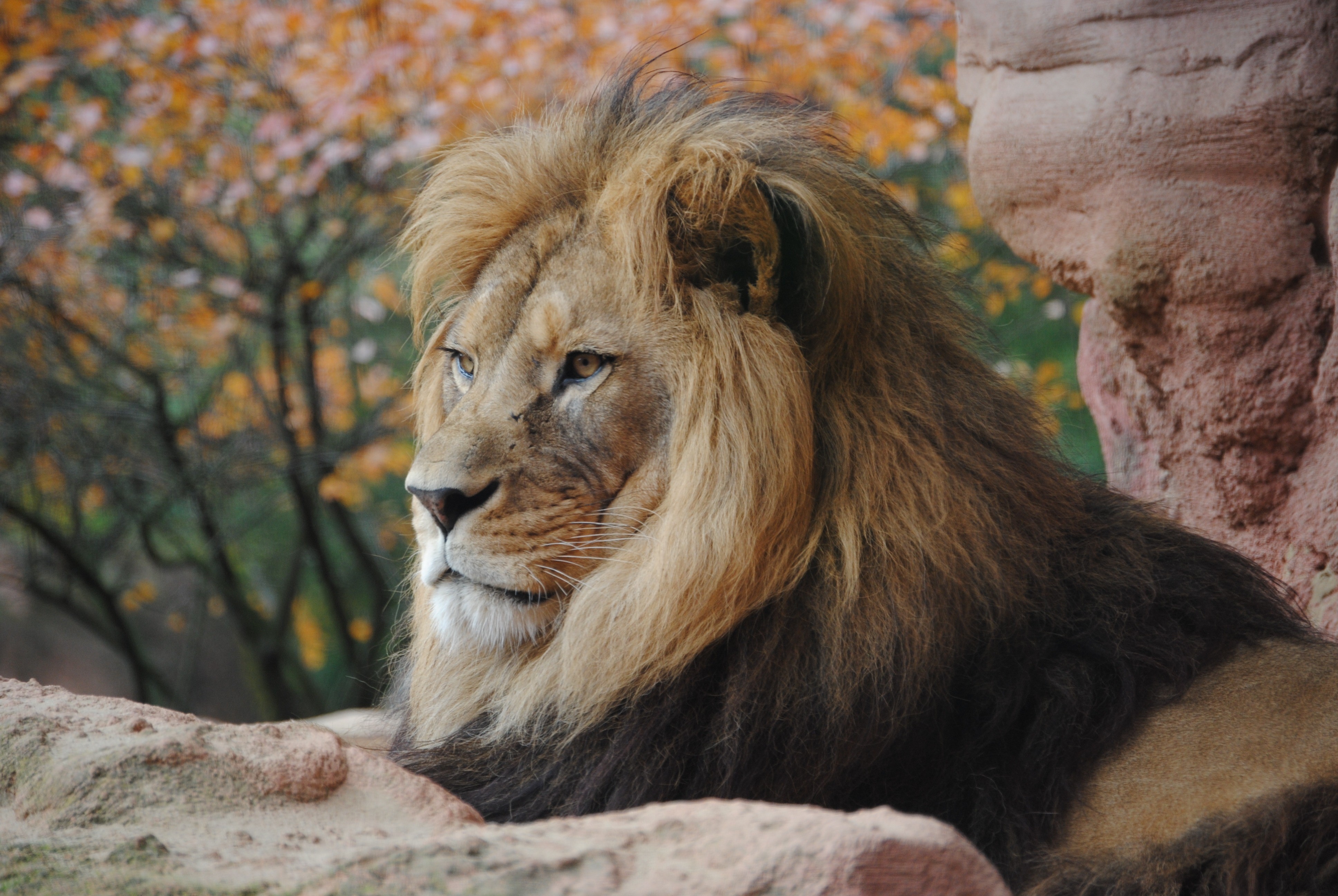 lion, animals, hd, 4k, HD Wallpaper