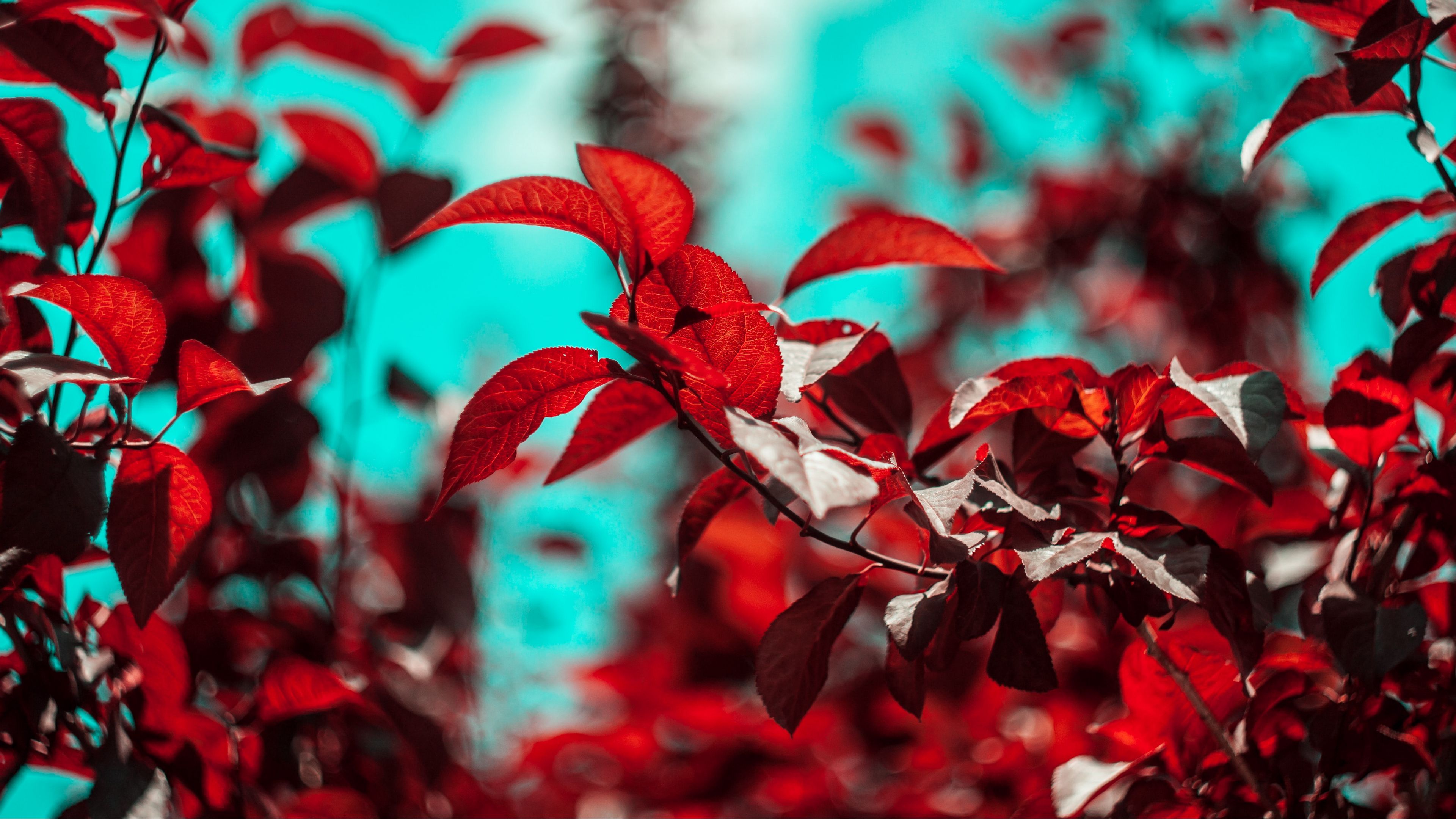 branches, leaves, red, plant, 4k, HD Wallpaper