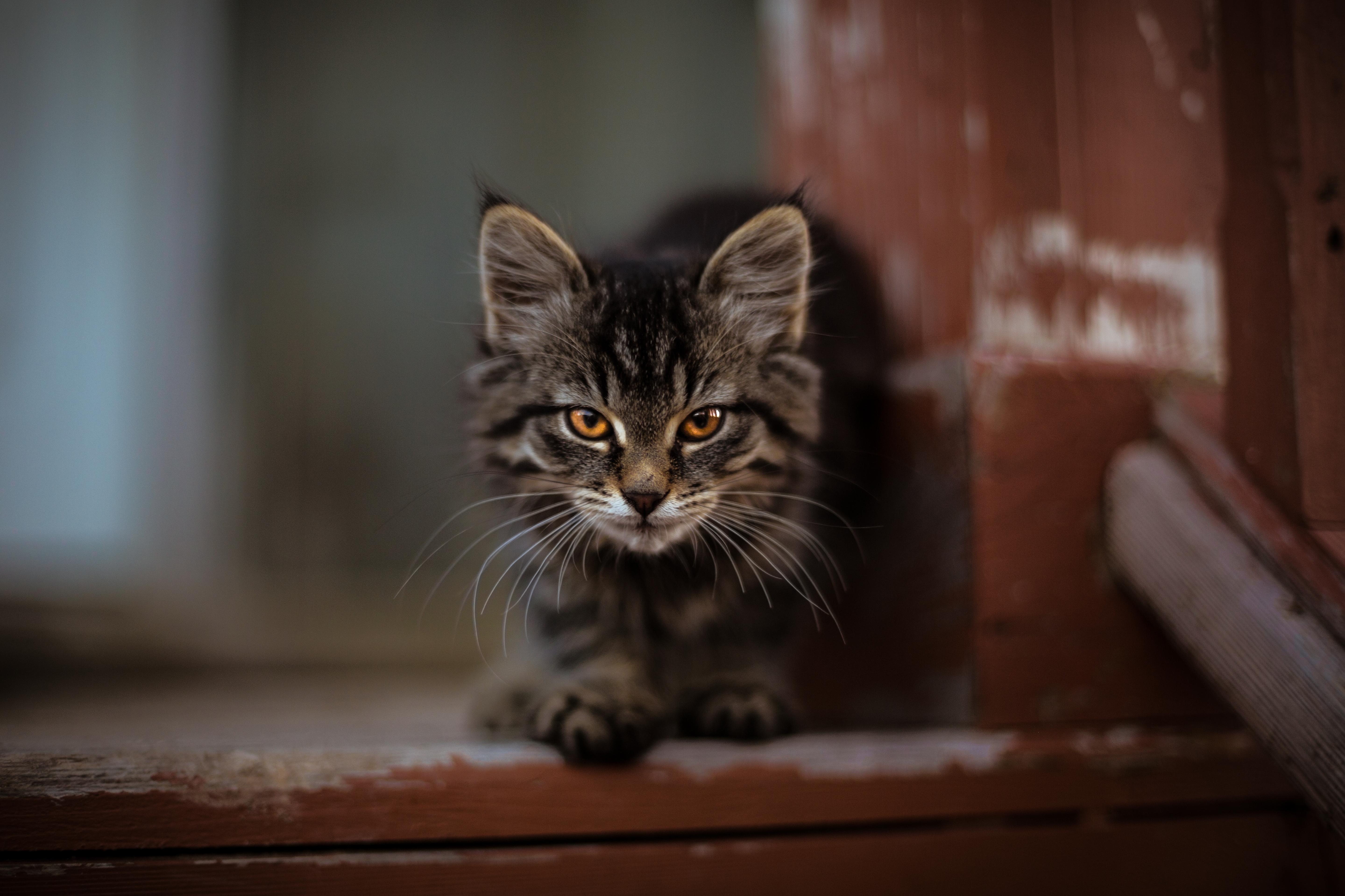 cat, animals, hd, 4k, 5k, HD Wallpaper