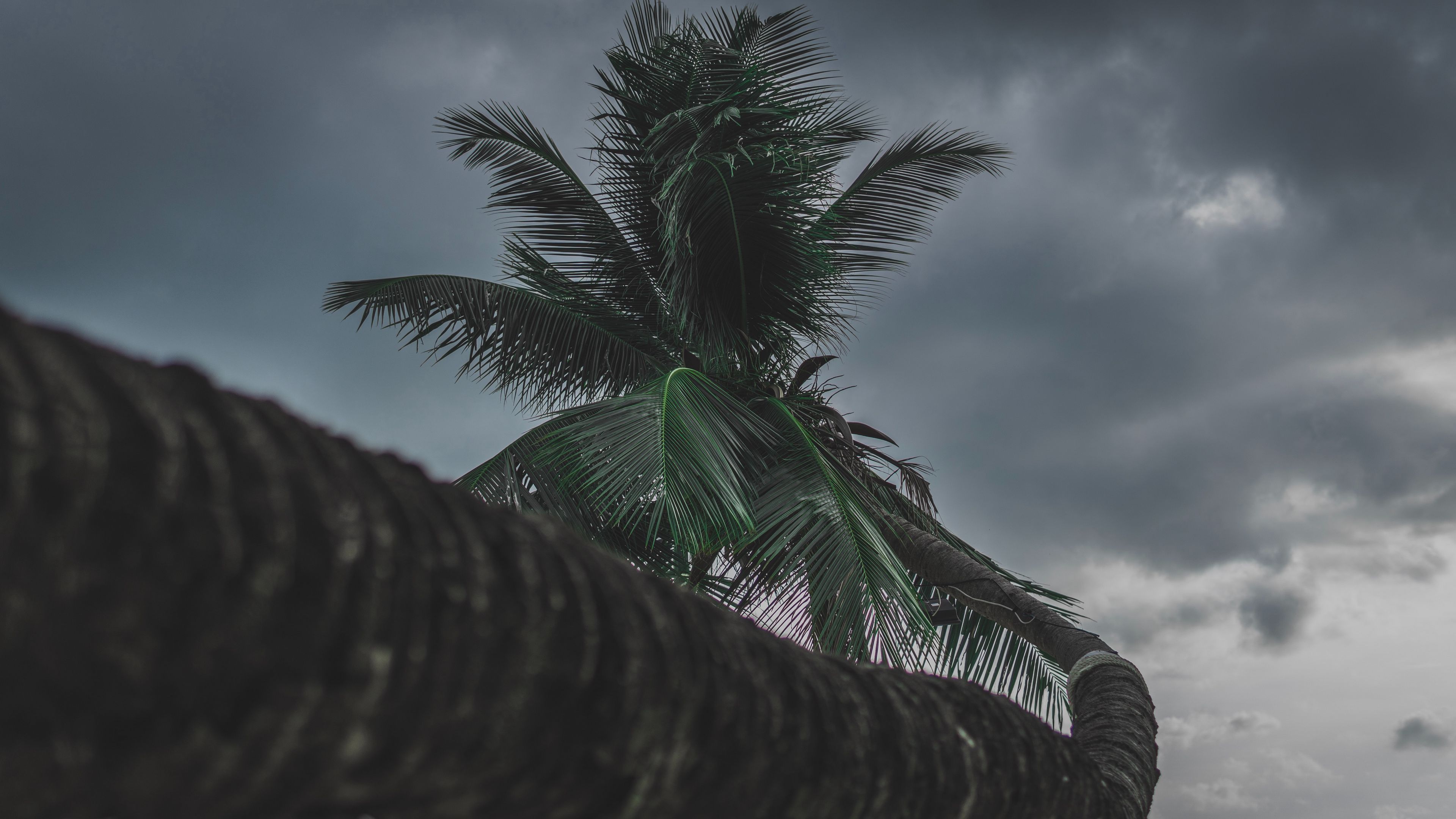 palm, tree, tropical, plant, 4k, HD Wallpaper
