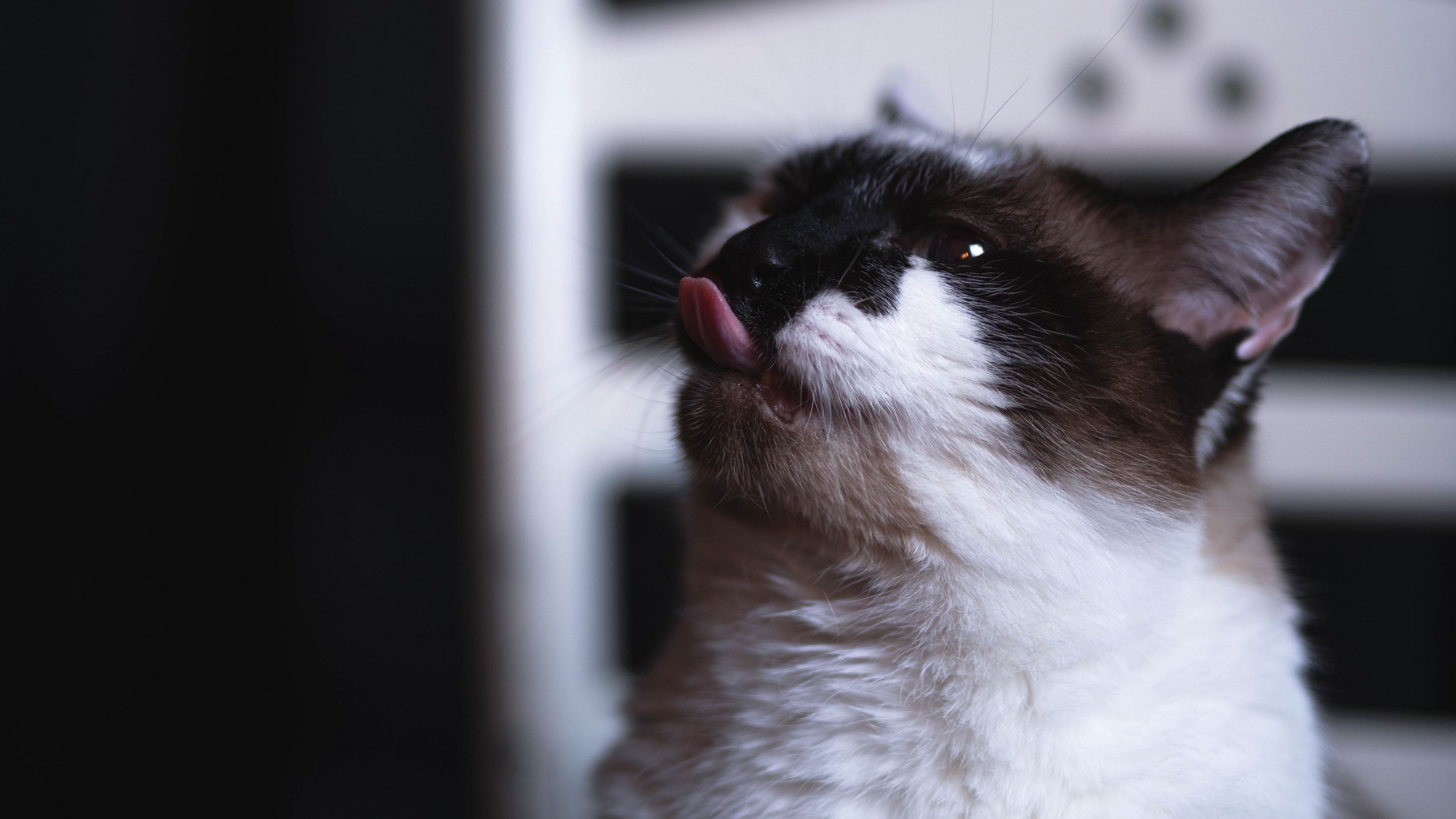 cat, tongue protruding, funny, cute, pet, 4k, HD Wallpaper
