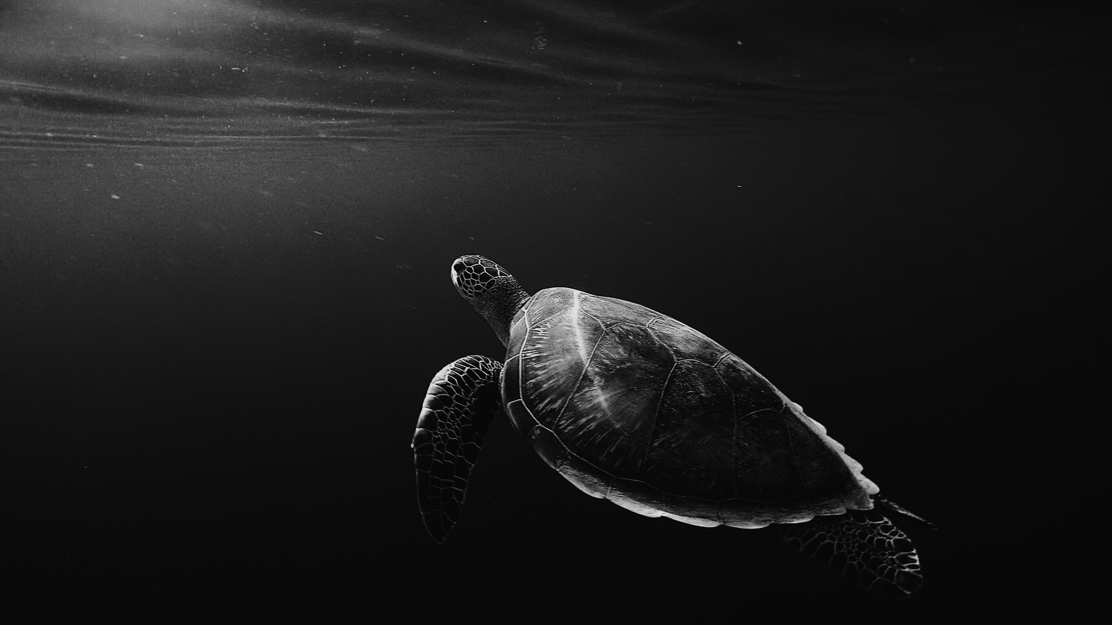 turtle, animals, hd, 4k, oled, monochrome, black and white, dark, black, HD Wallpaper