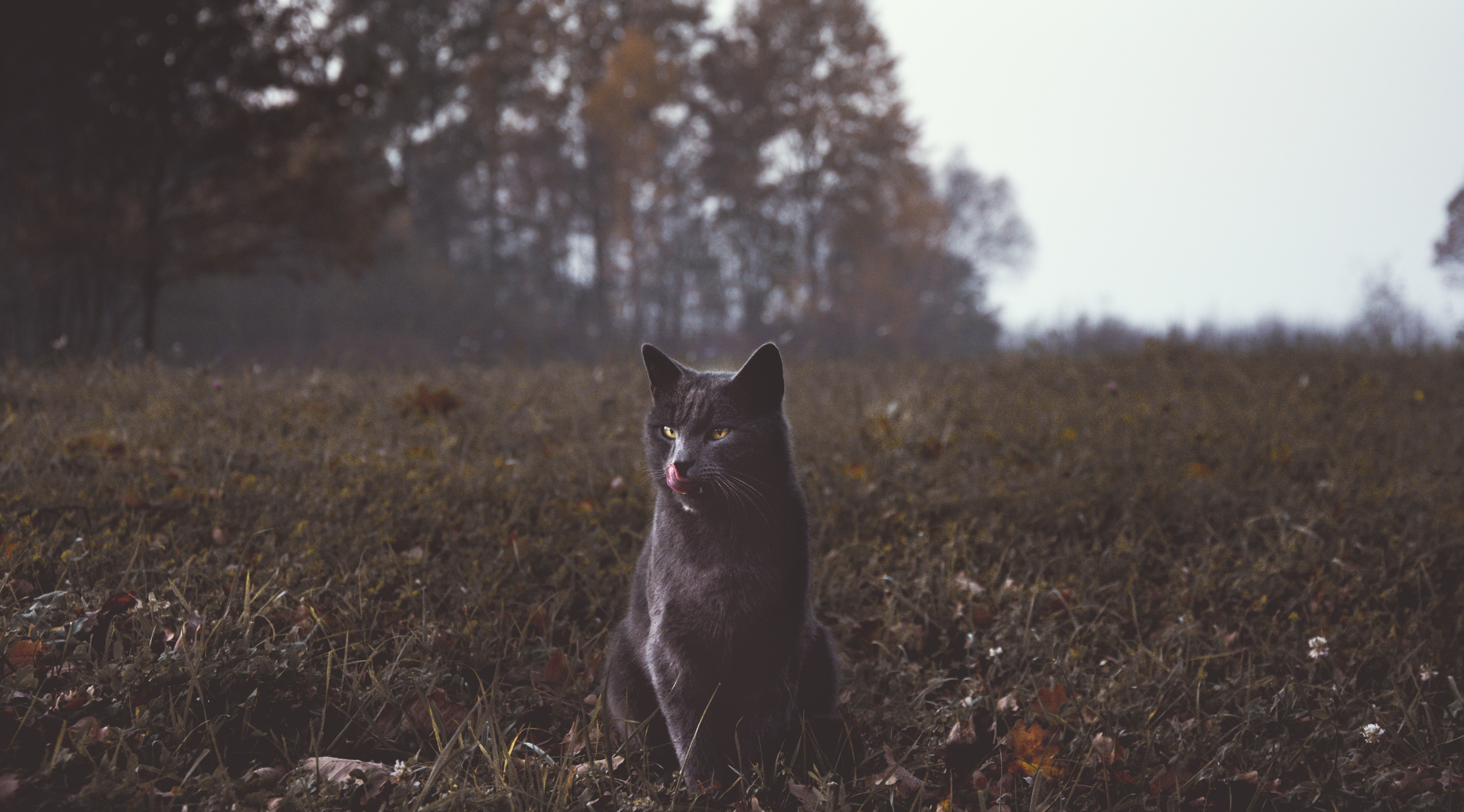 cat, animals, hd, 4k, 5k, HD Wallpaper