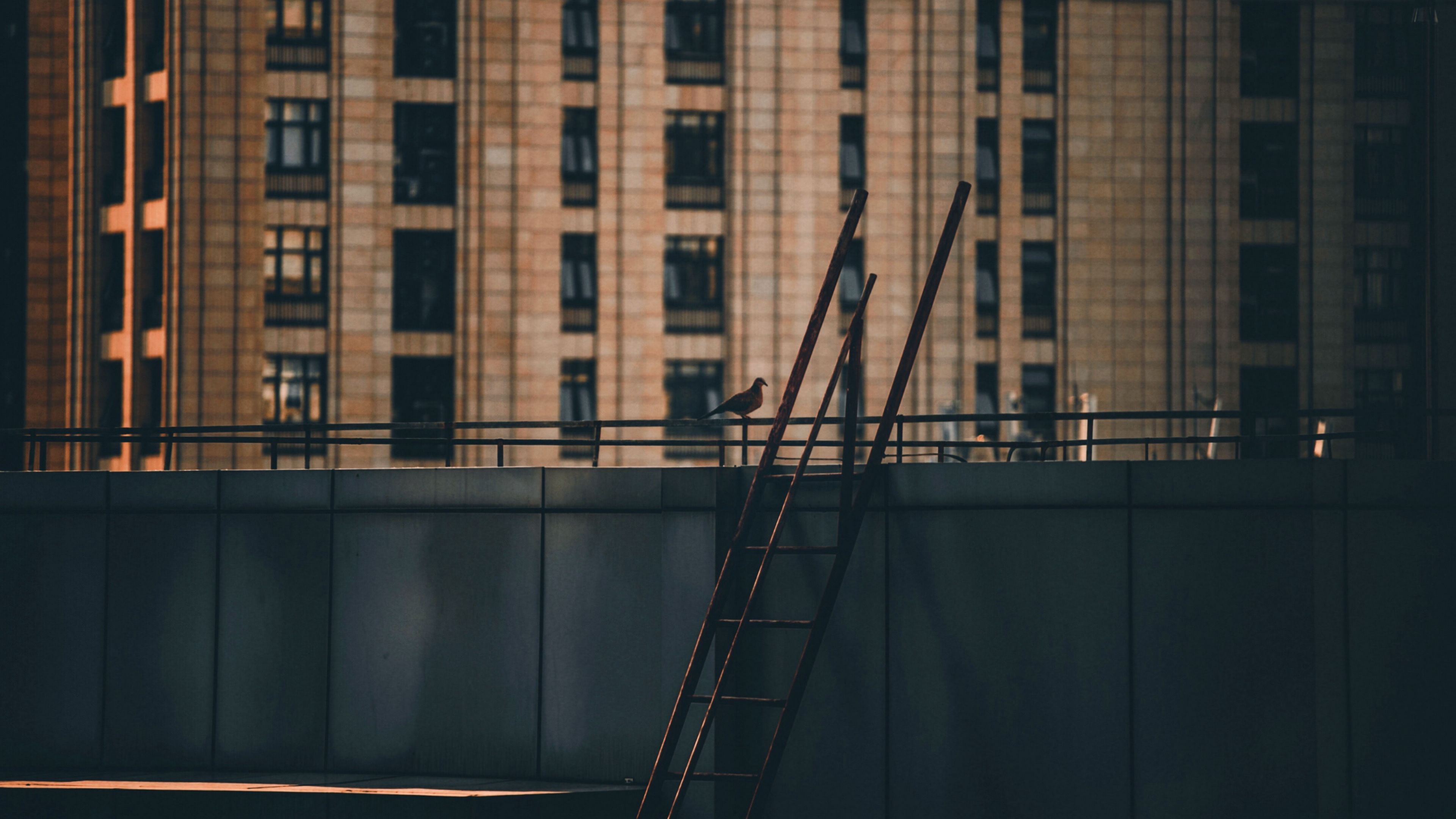 roof, stairs, building, dove, bird, 4k, HD Wallpaper