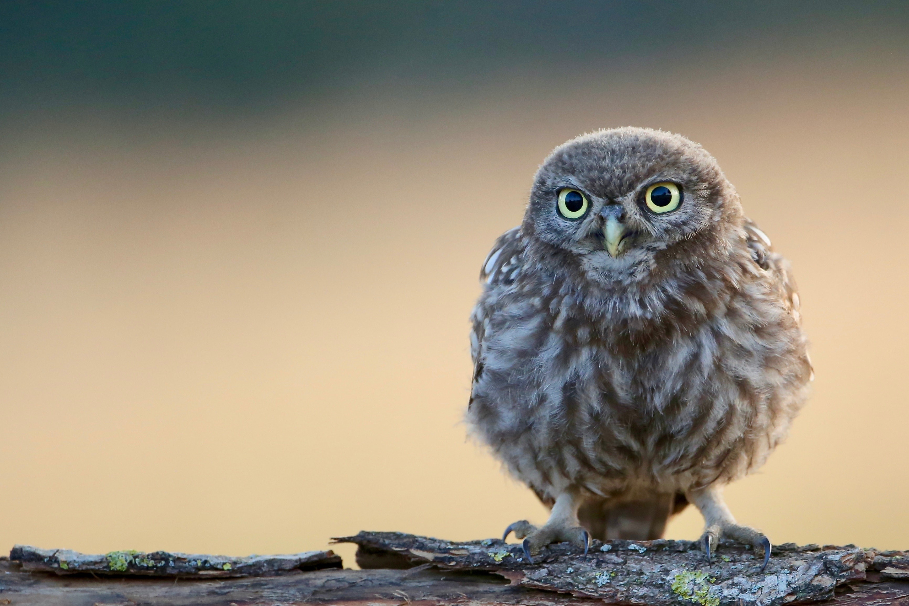 owl, birds, cute, hd, 4k, HD Wallpaper