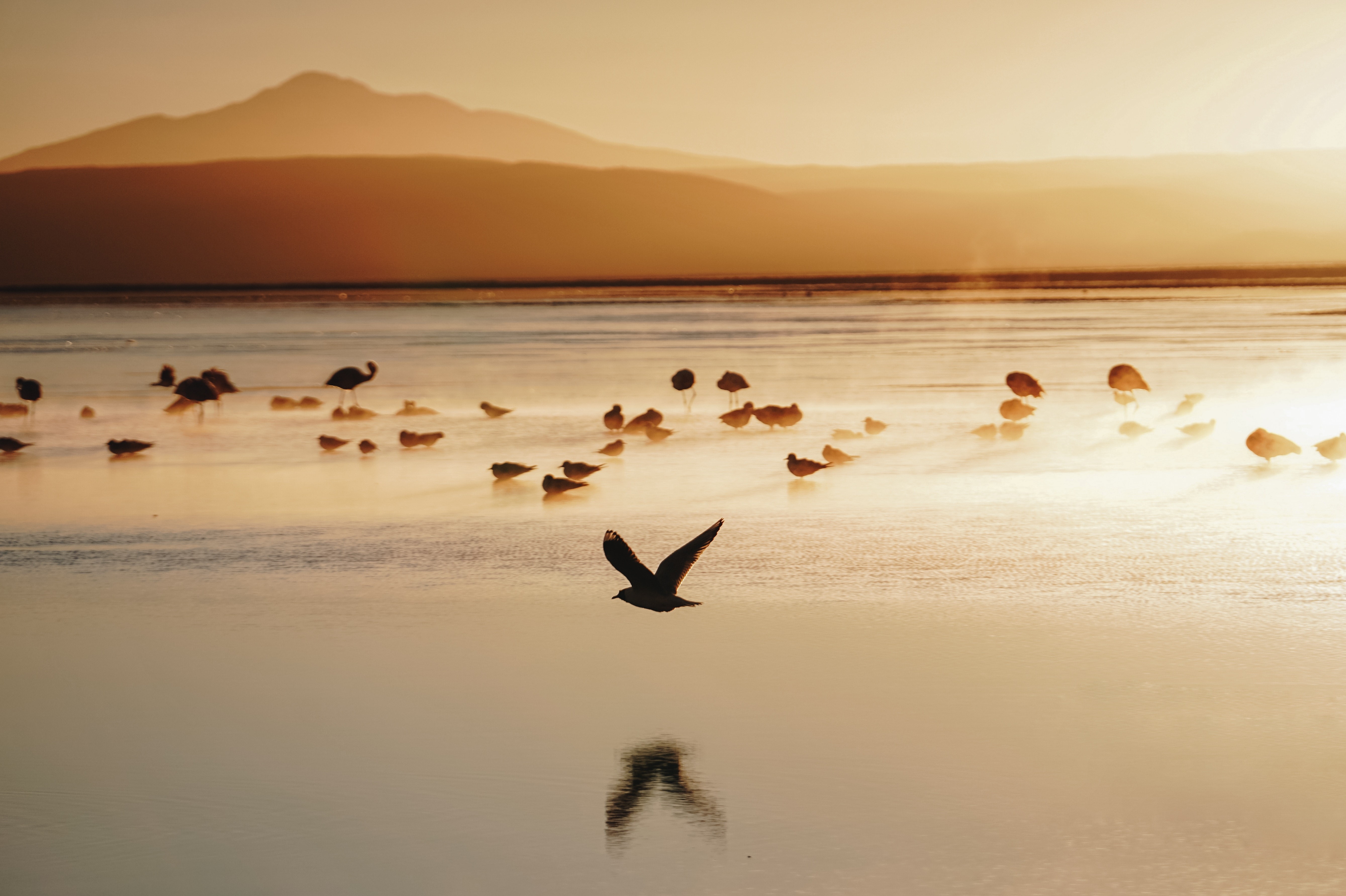 birds, seashore, nature, hd, 4k, 5k, HD Wallpaper